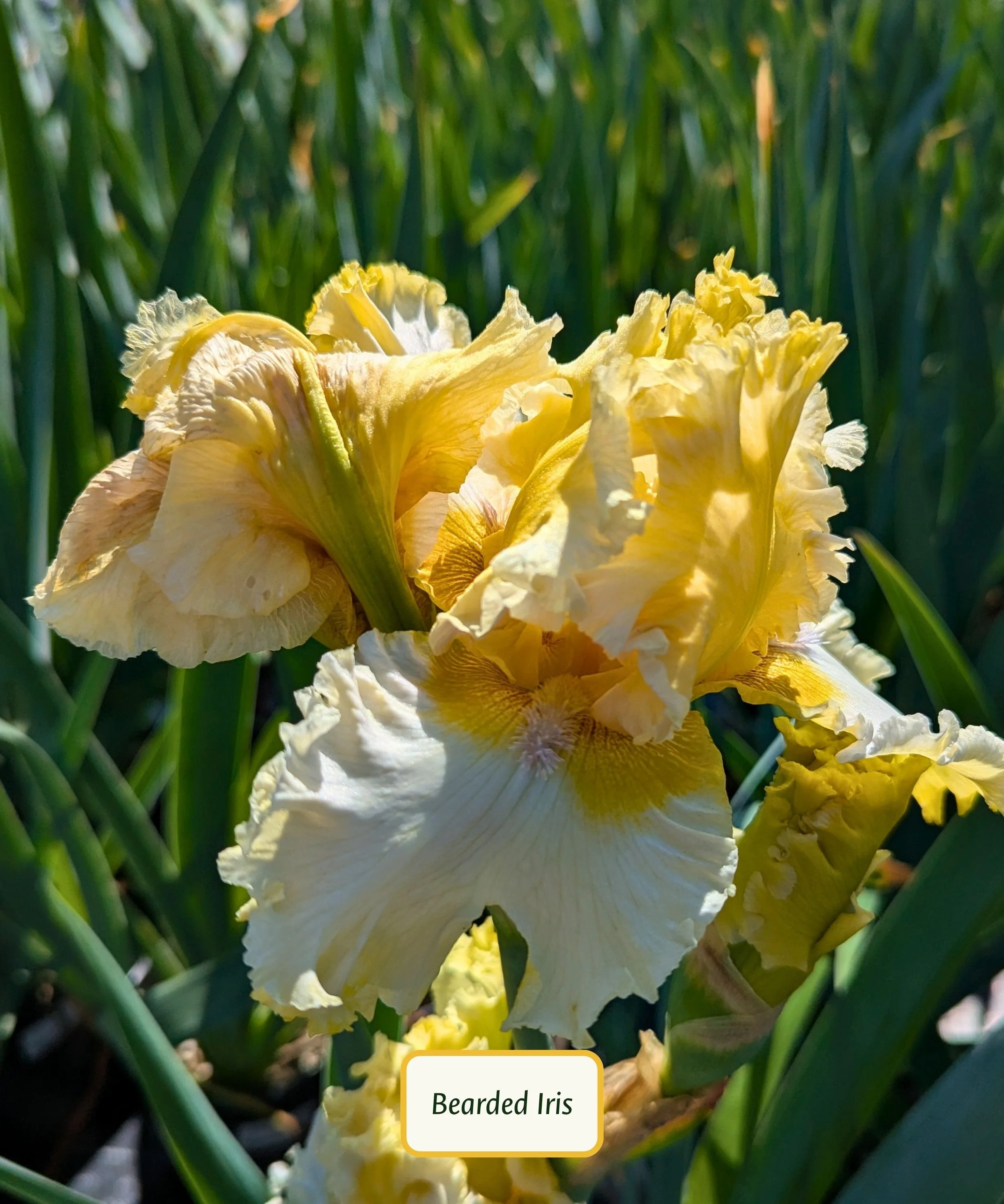 Bring Me Diamonds German Iris.jpg