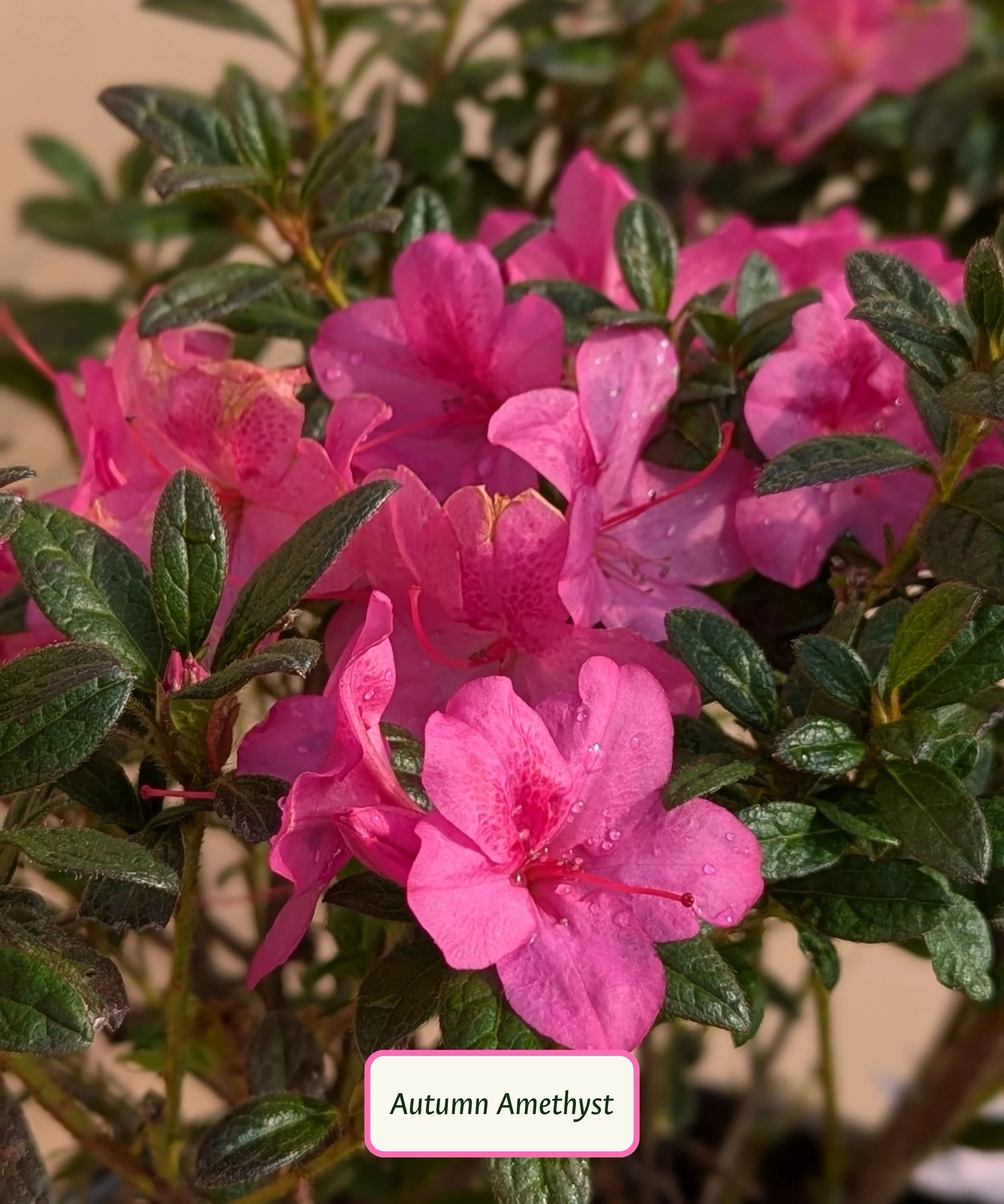 Autumn Amethyst Azalea.jpg