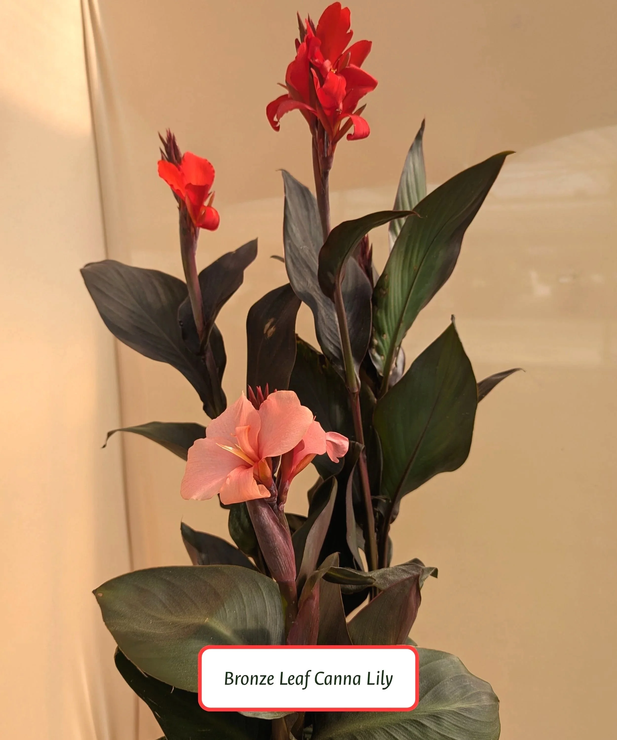 Canna lily from South Carolina garden center, Head-Lee Nursery, in Seneca