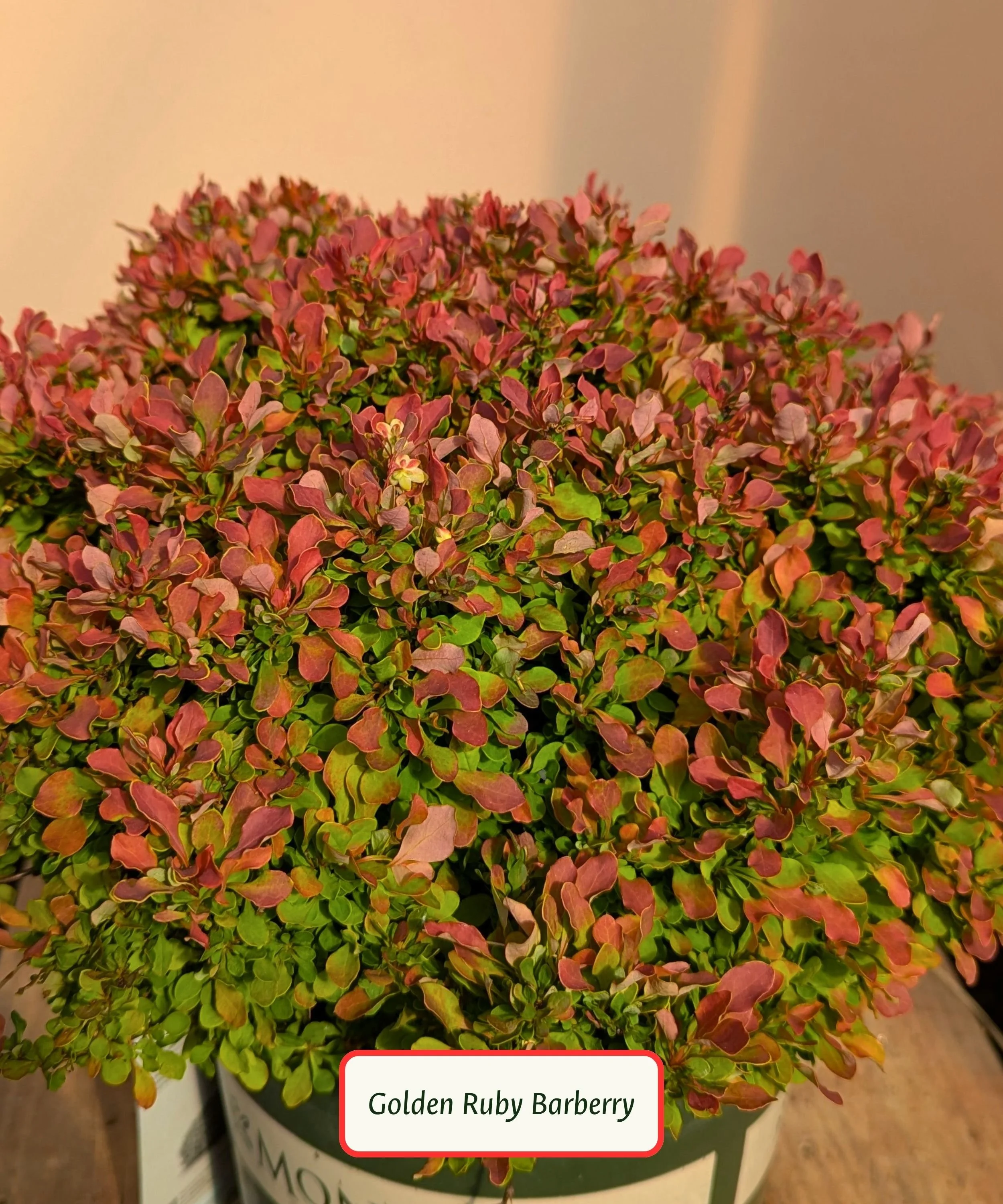Golden Ruby Barberry.jpg