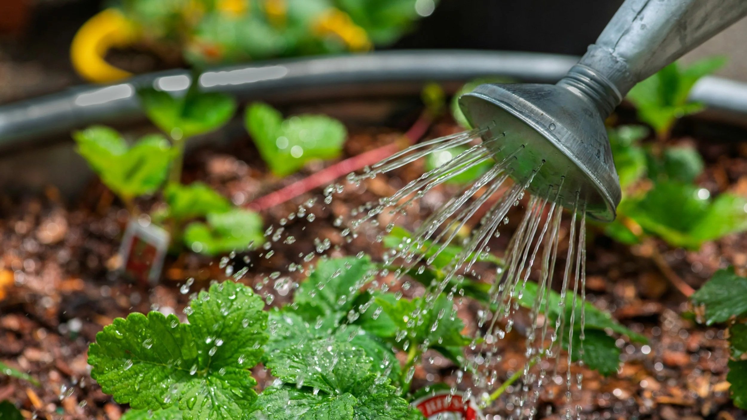 A watering can watering strawberry plants that have been newly planted in a South Carolina garden.