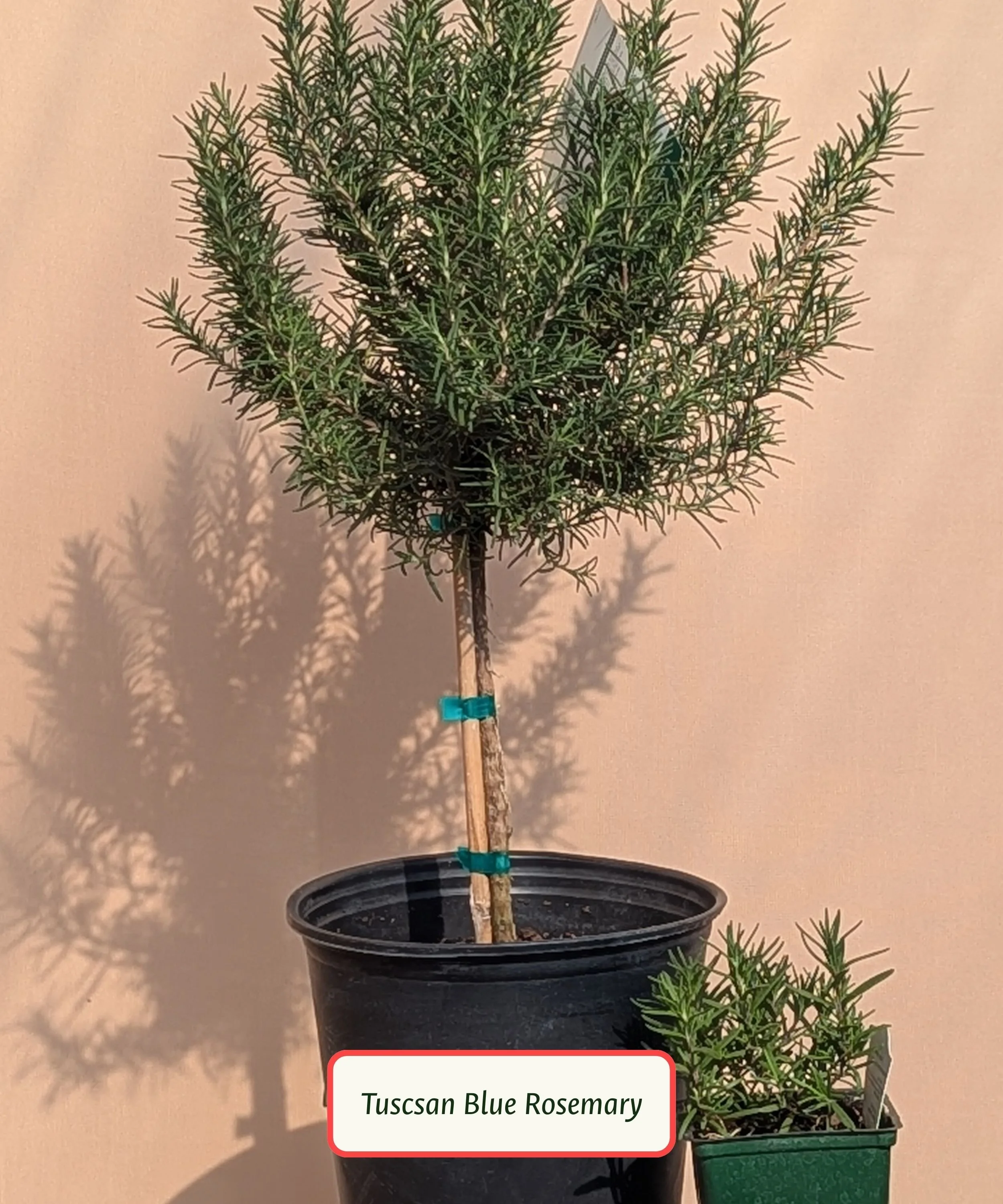 Copy of Plant Library Template.jpg