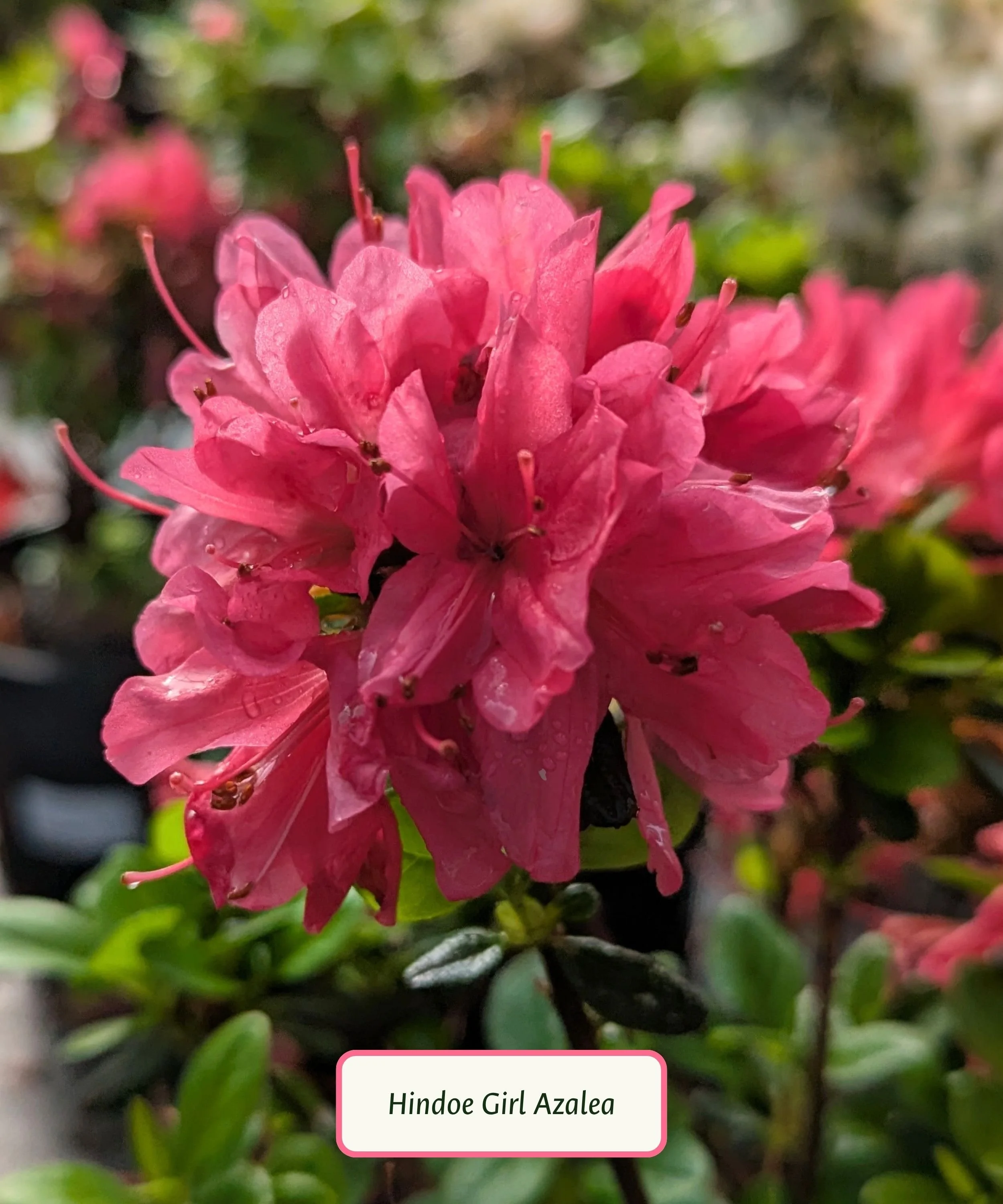 Hindoe Girl Azalea.jpg