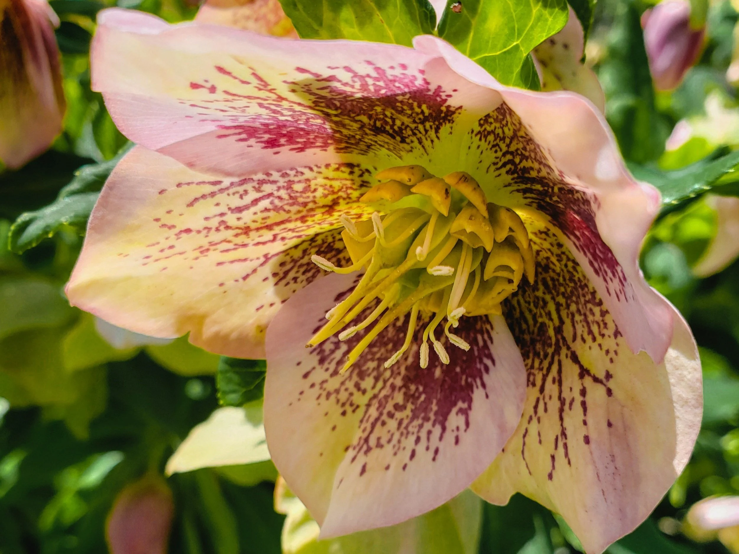 A lenten rose with a pink flower is a fairly deer-resistant plan