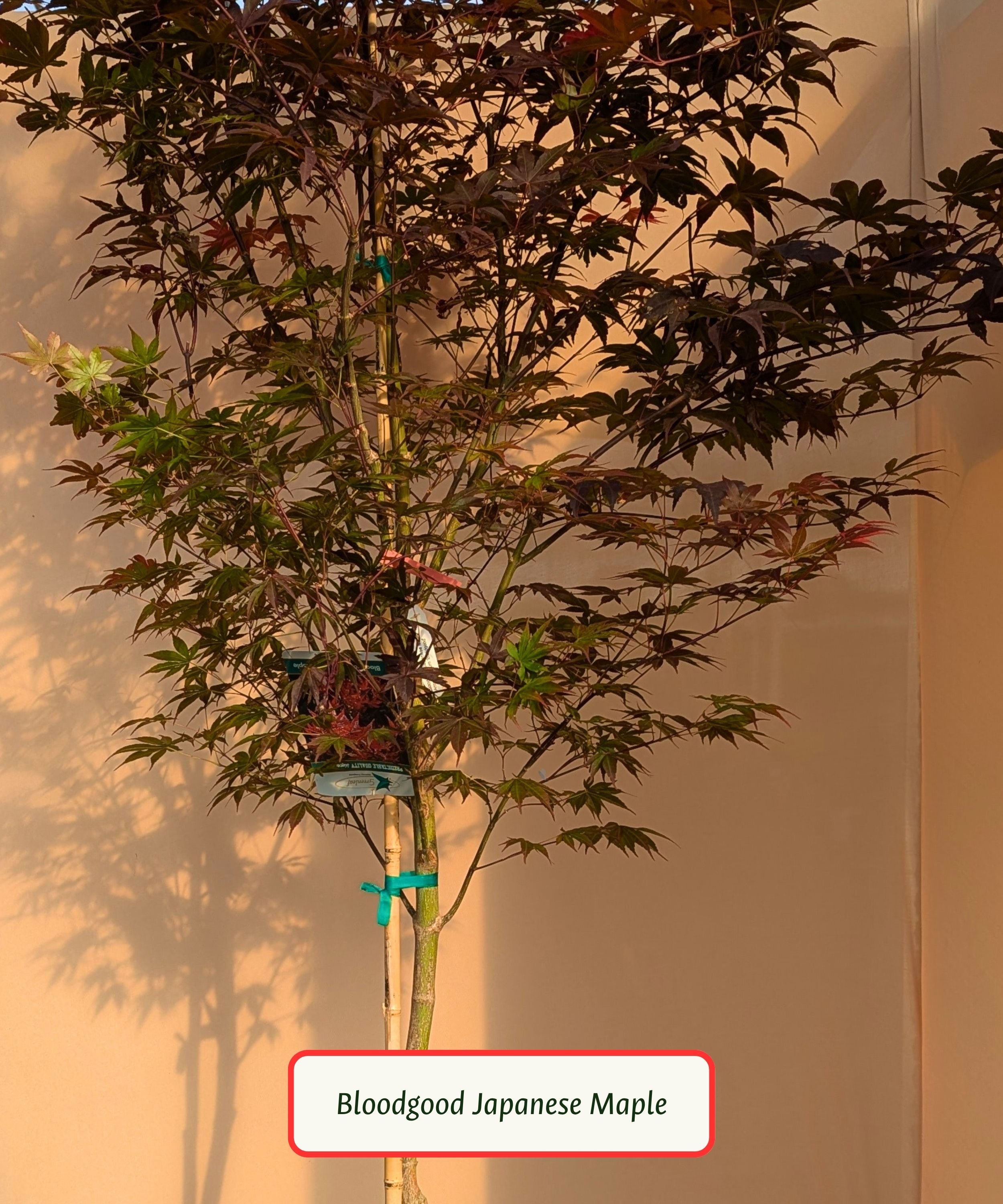 Bloodgood Japanese Maple Shape.jpg