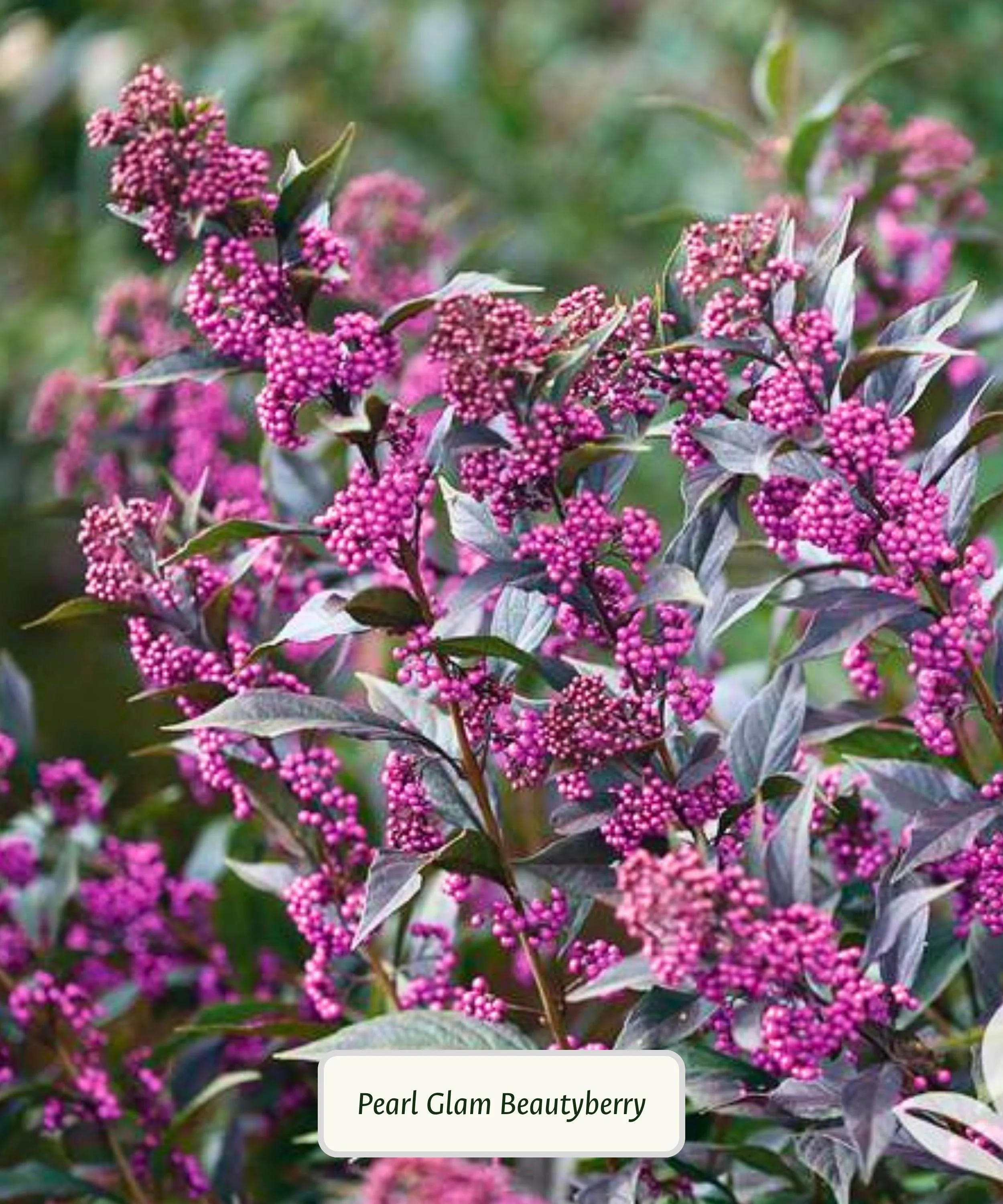 Beautyberry