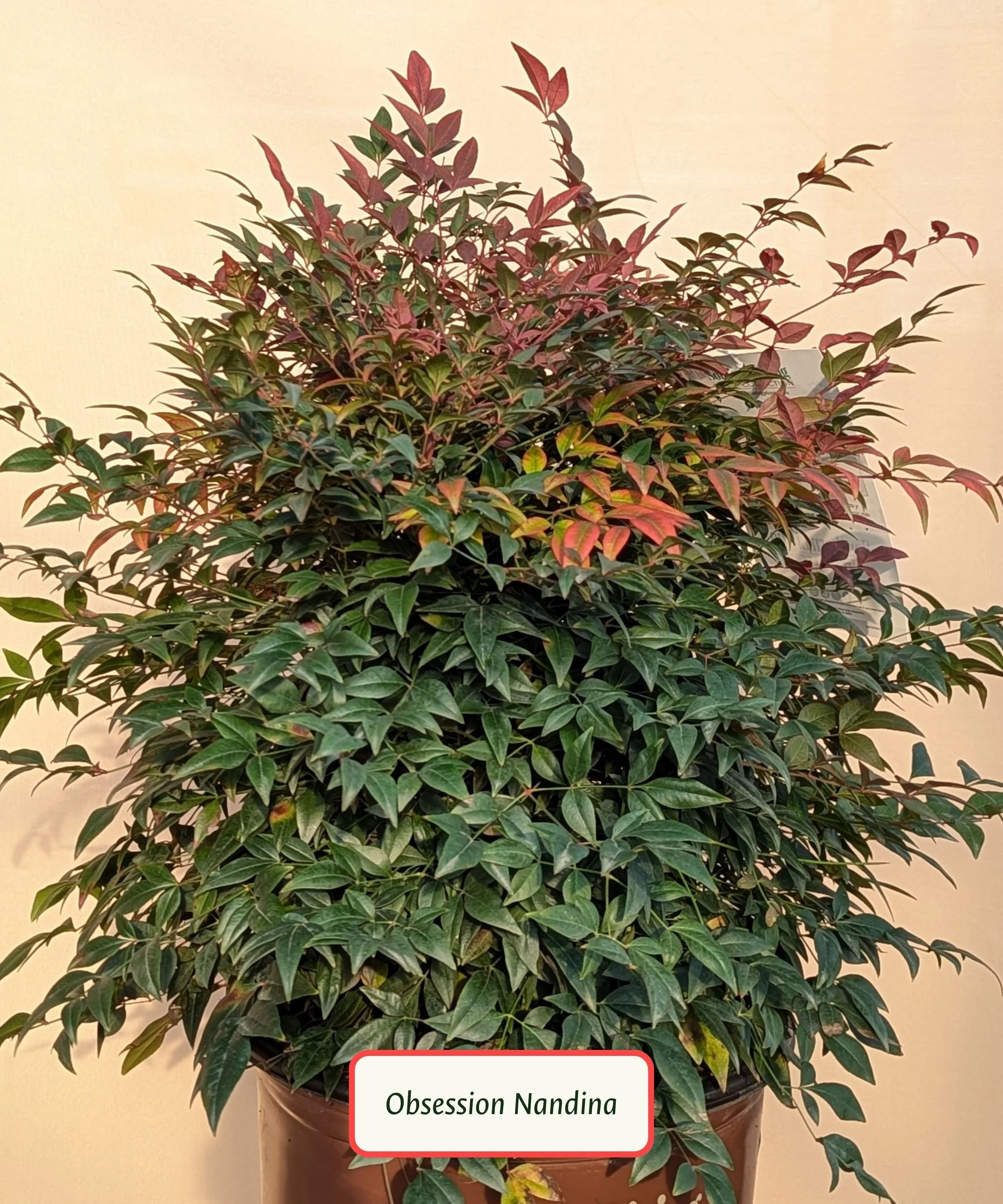 Obsession Nandina.jpg