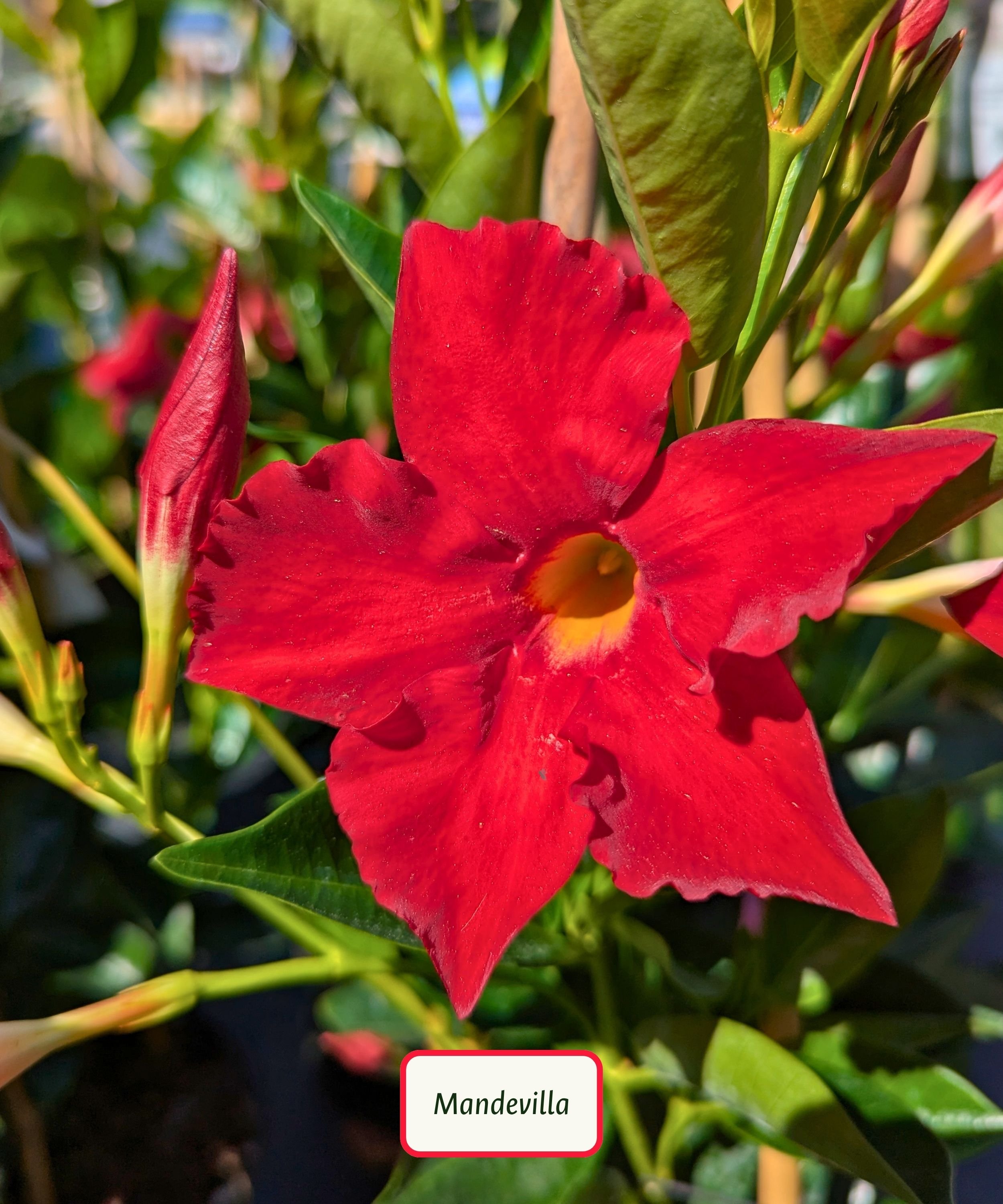Sunvilla Giant Red Mandevilla.jpg