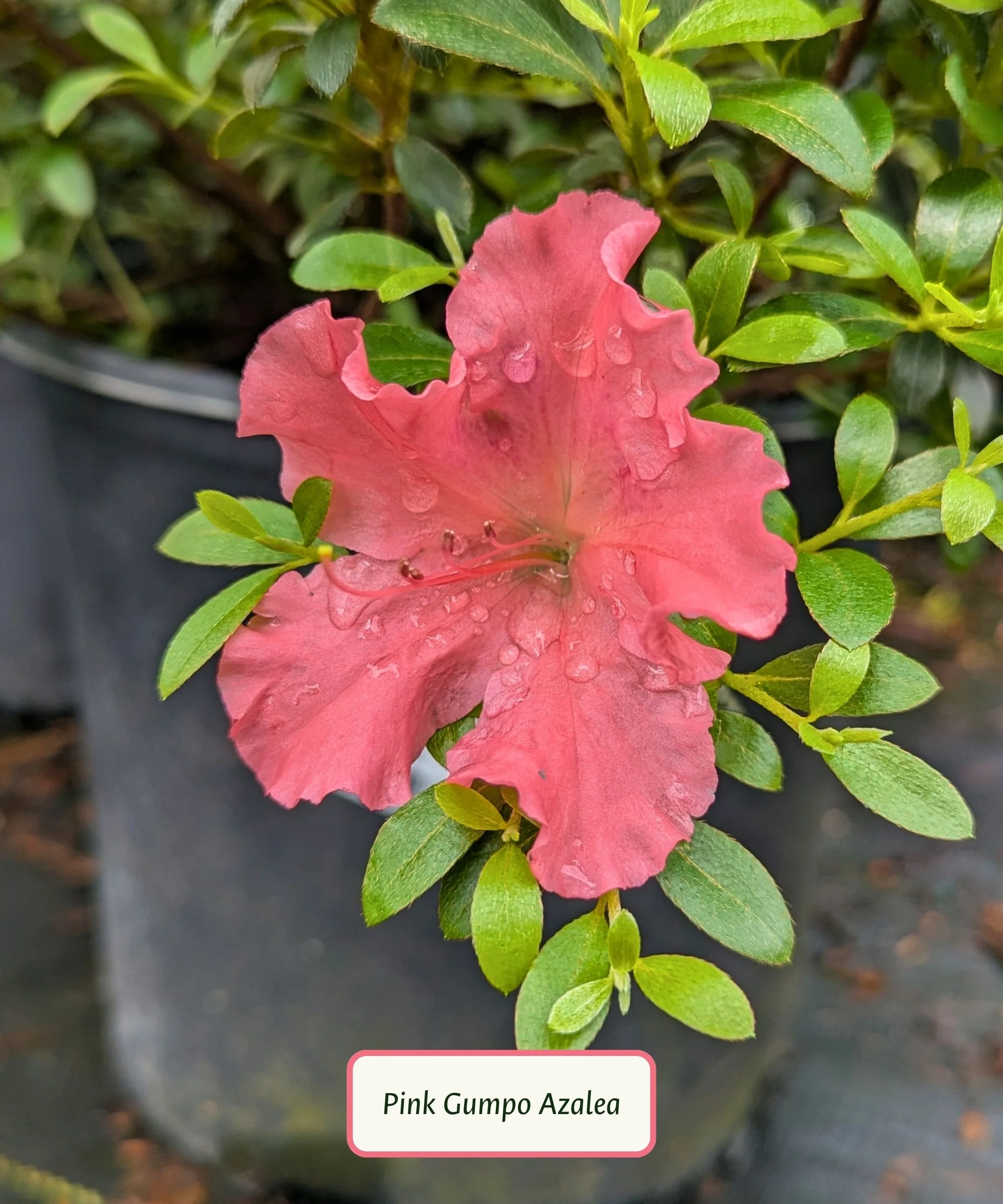 Pink Gumpo Azalea.jpg