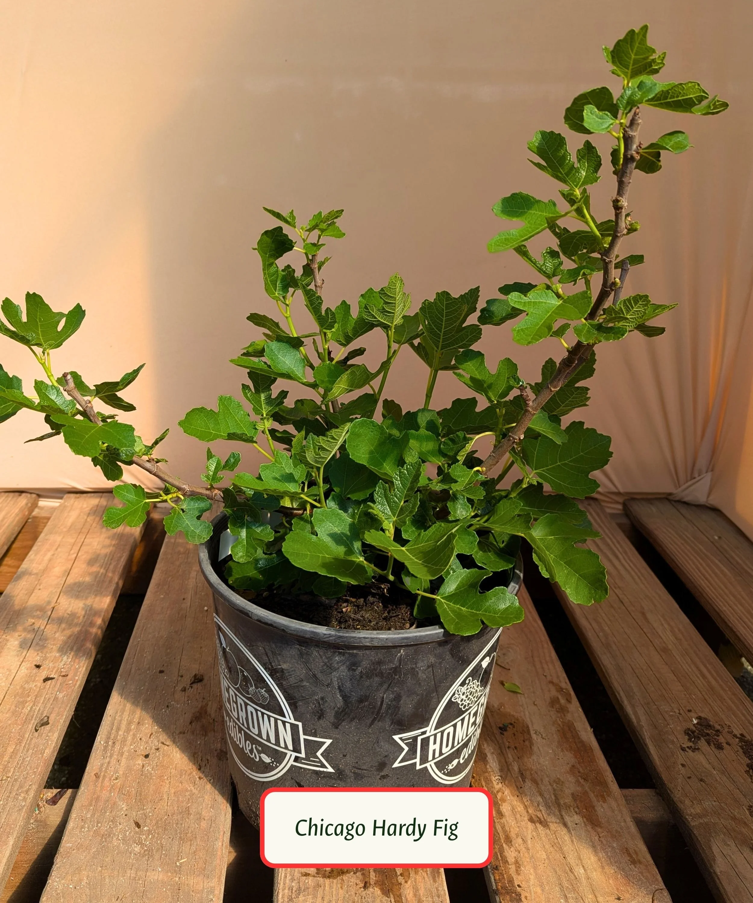 Chicago Hardy Fig.jpg