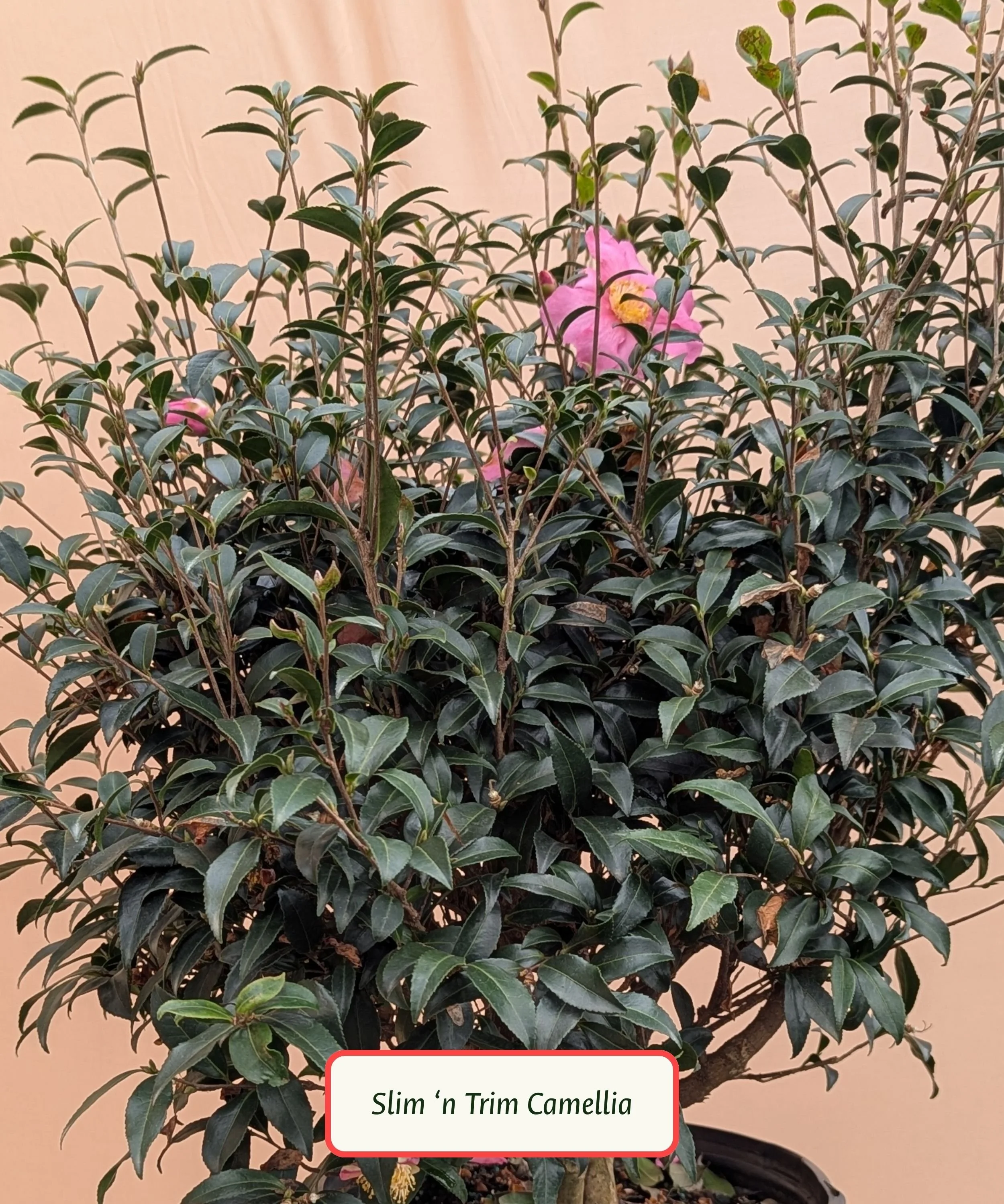 Copy of Plant Library Template (2).jpg