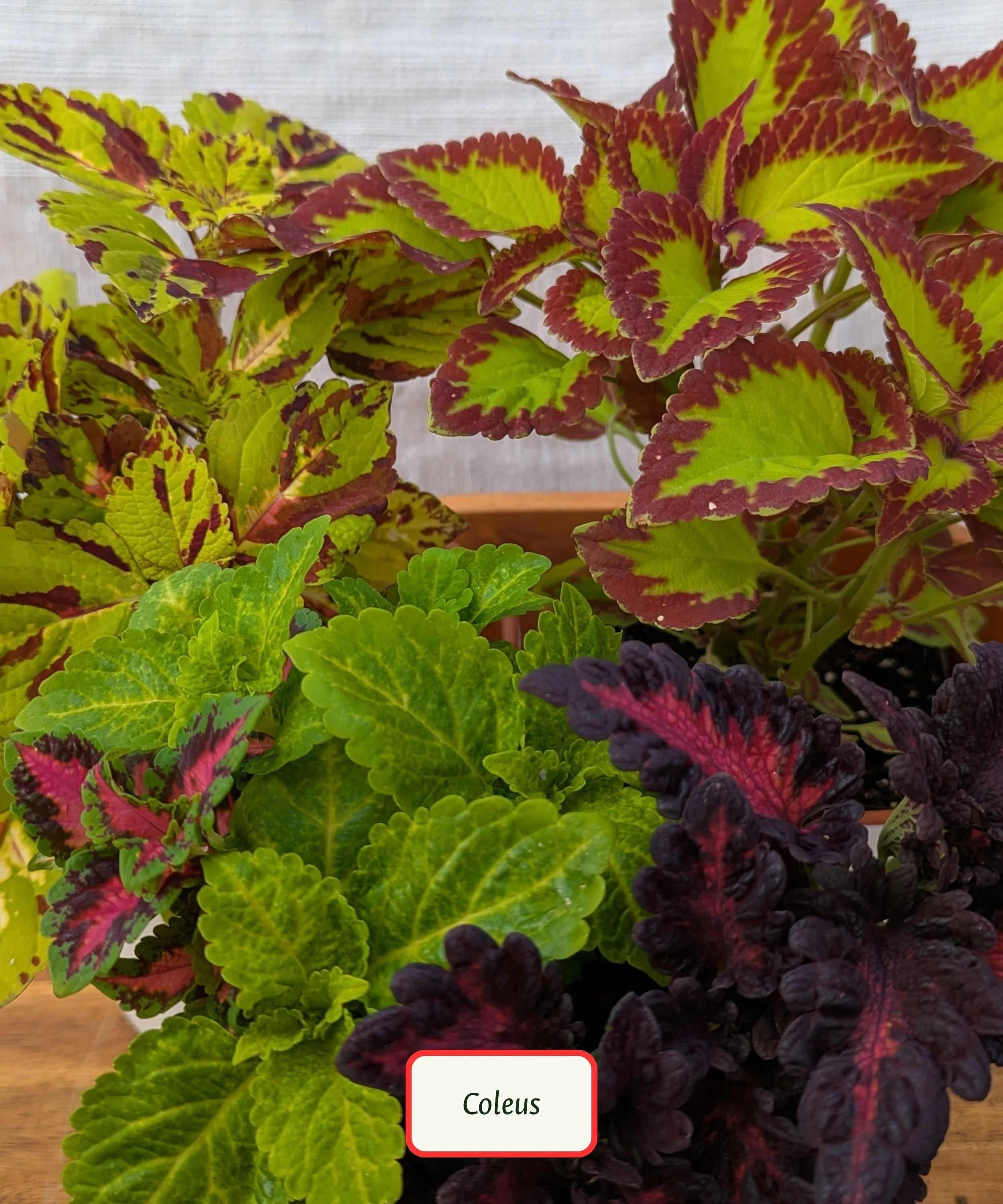 Coleus.jpg