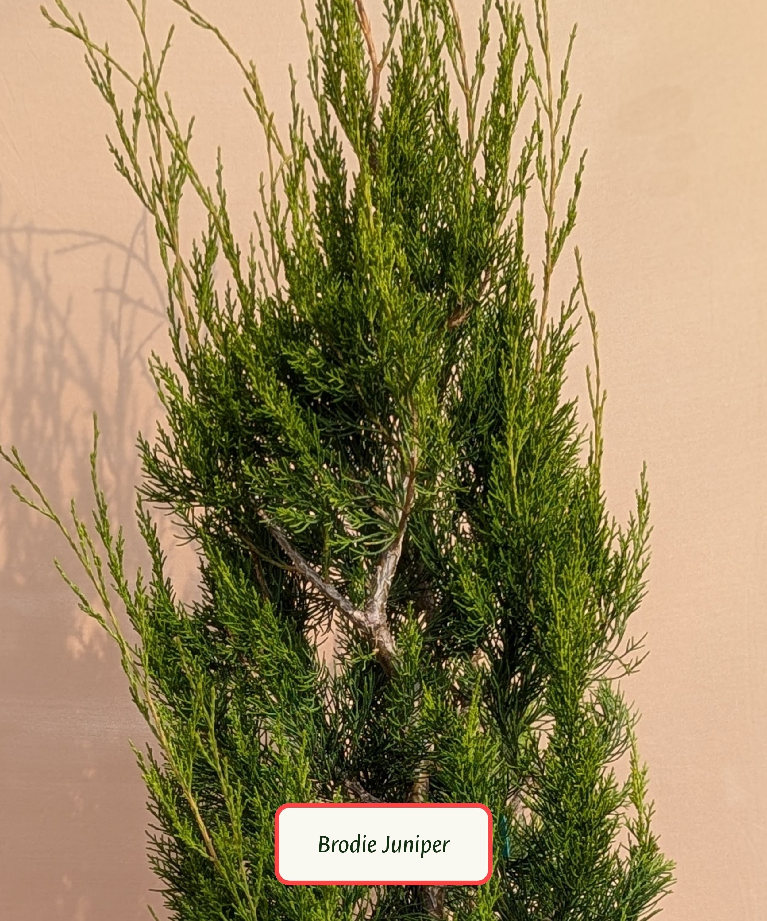 Brodie Juniper.jpg