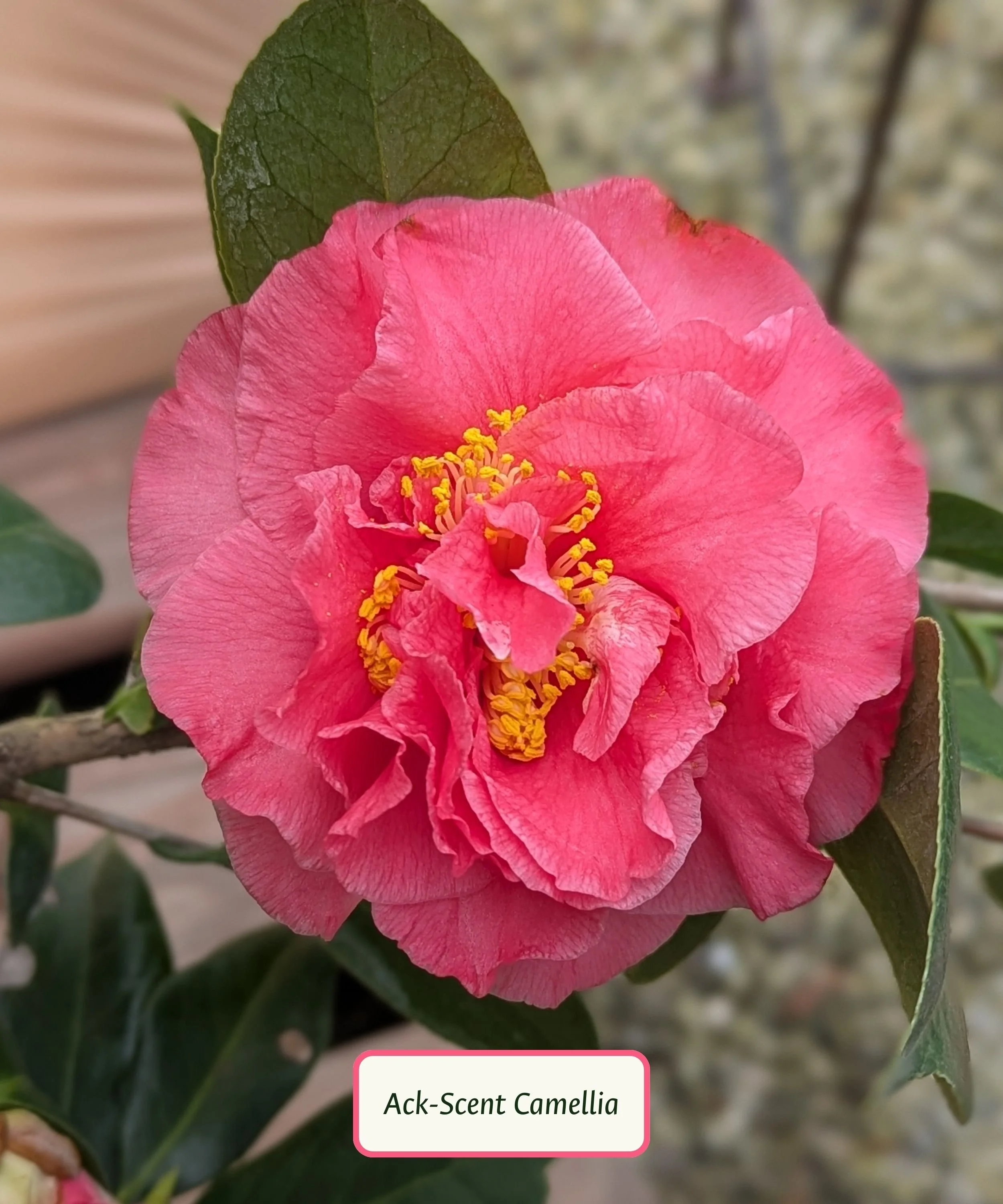 Spring Camellia