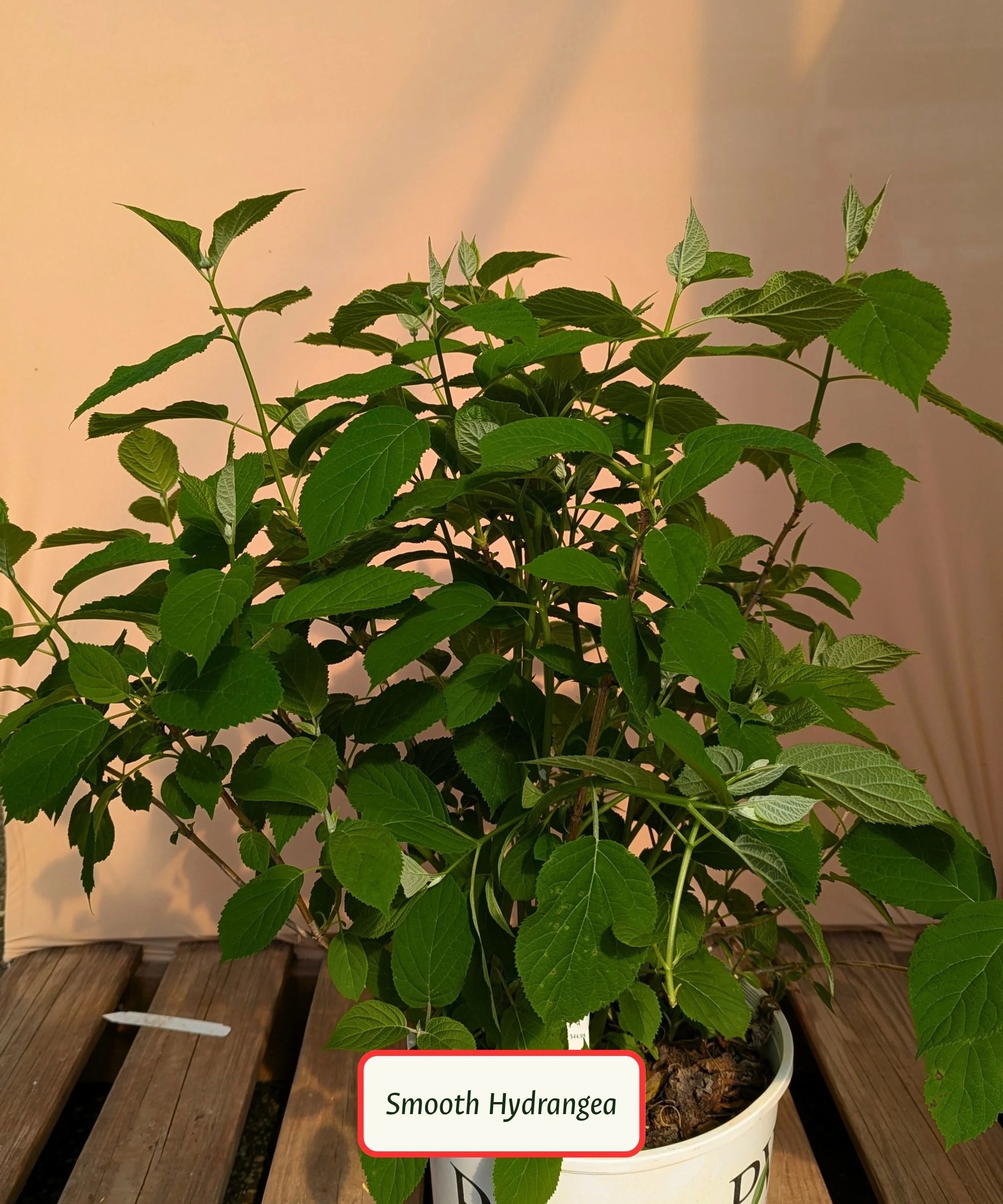 Incrediball Storm Proof Smooth Hydrangea.jpg