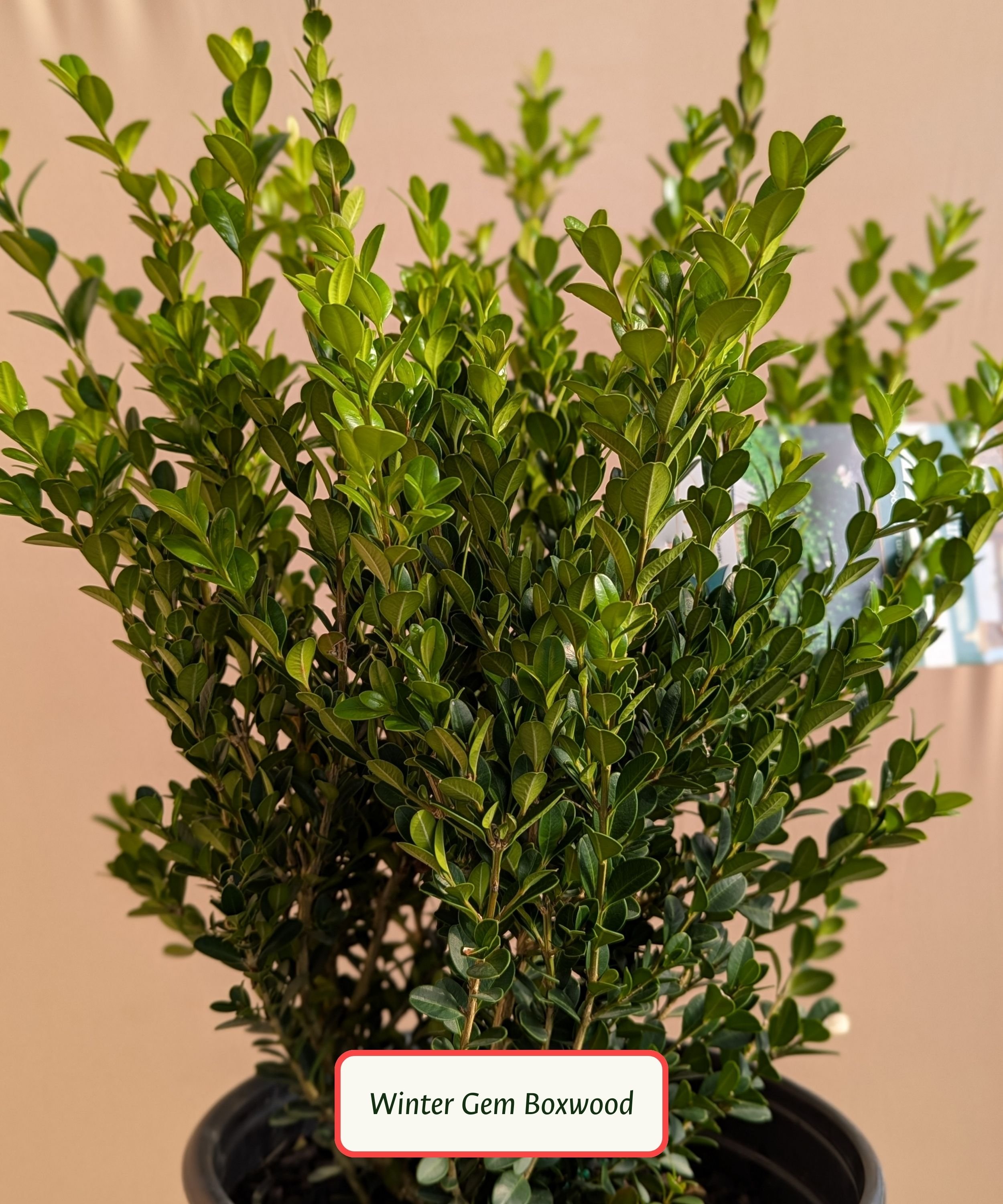 Boxwood