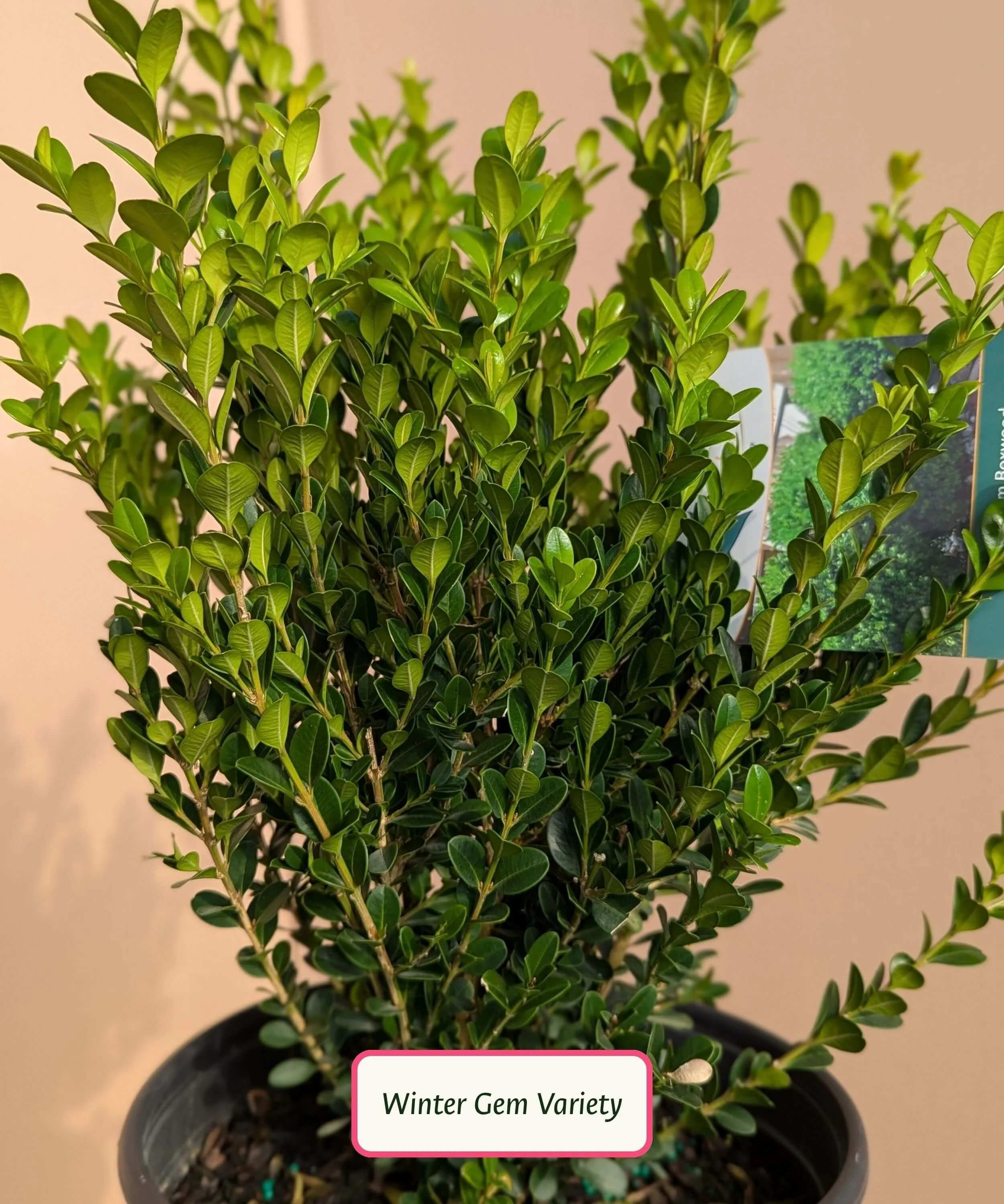 Winter-Gem-Boxwood.jpg