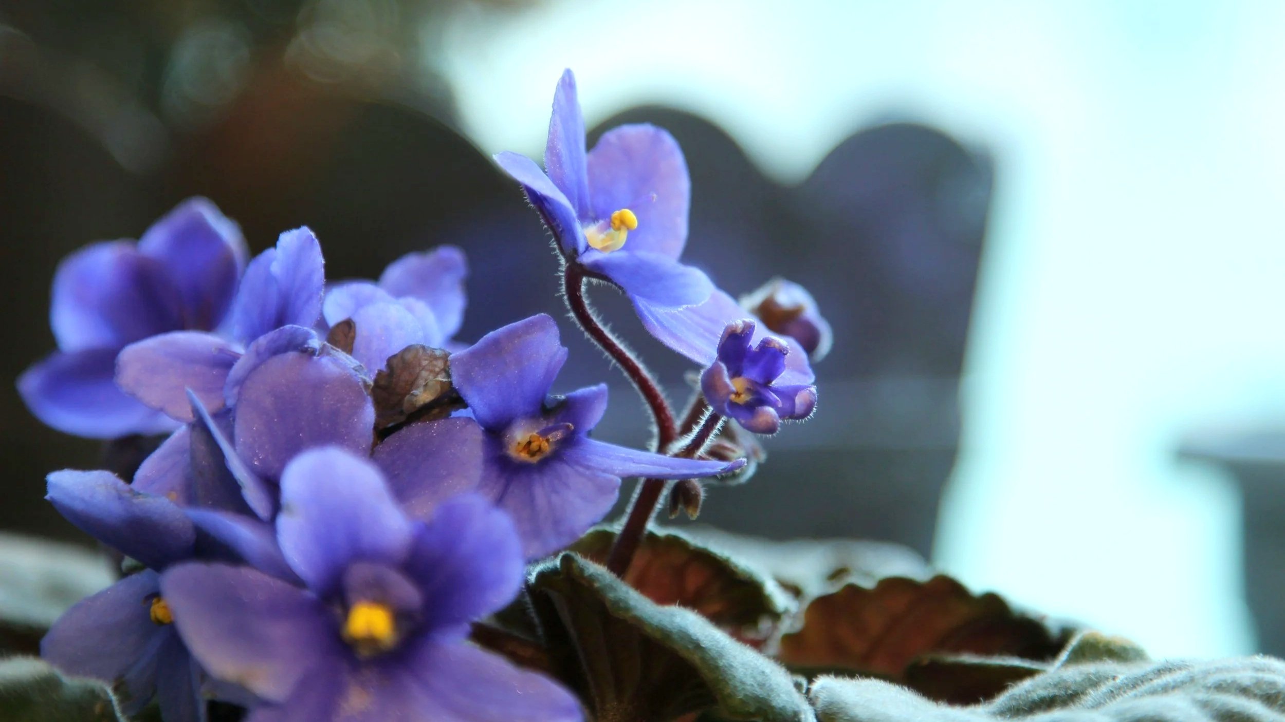 African violet houseplant from a South Carolina garden center