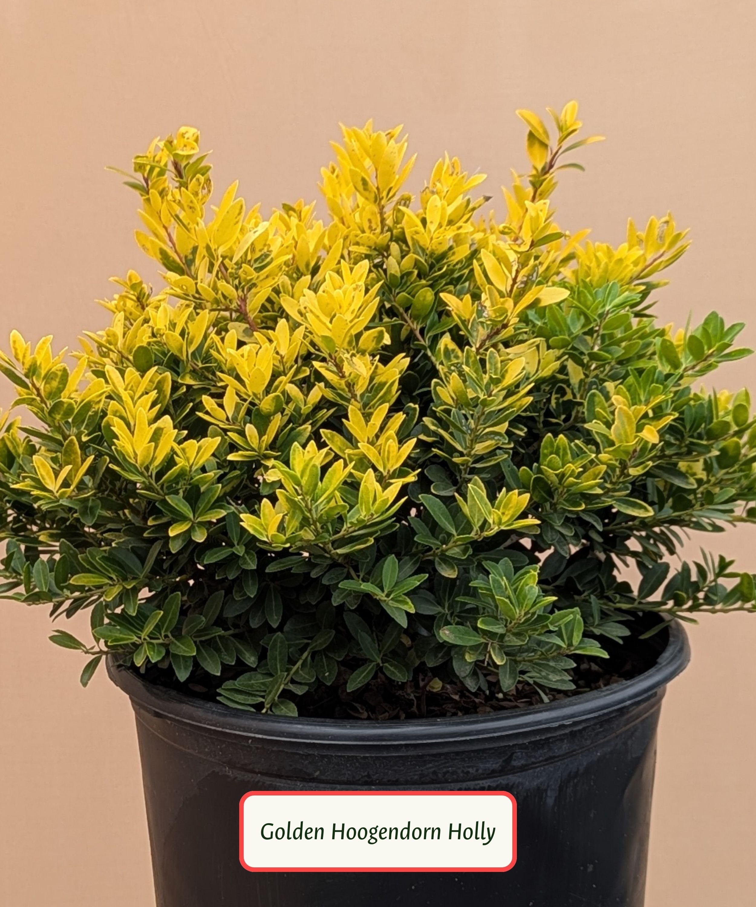 Golden Hoogendorn Holly.jpg