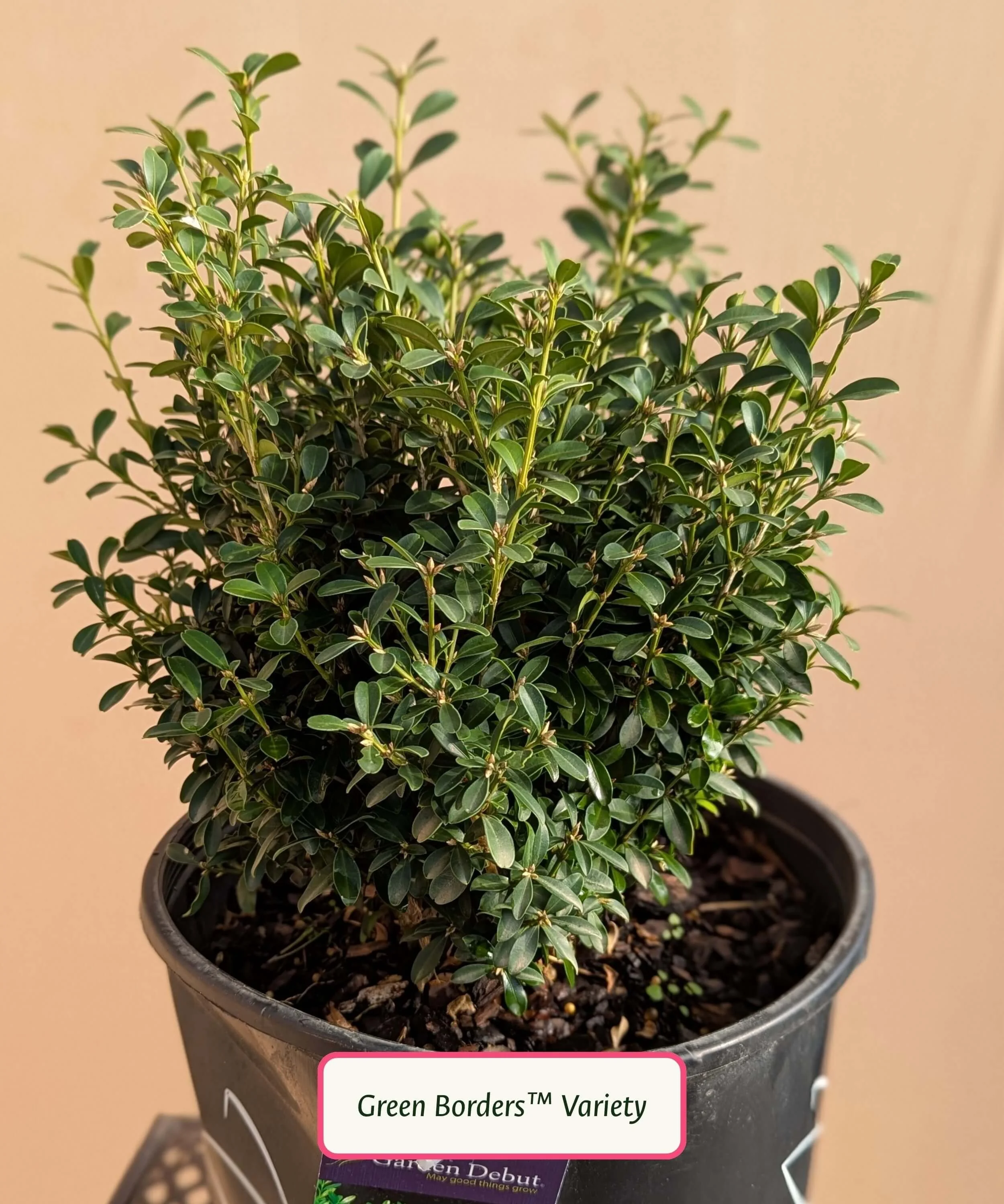 Green-Borders-Boxwood.jpg