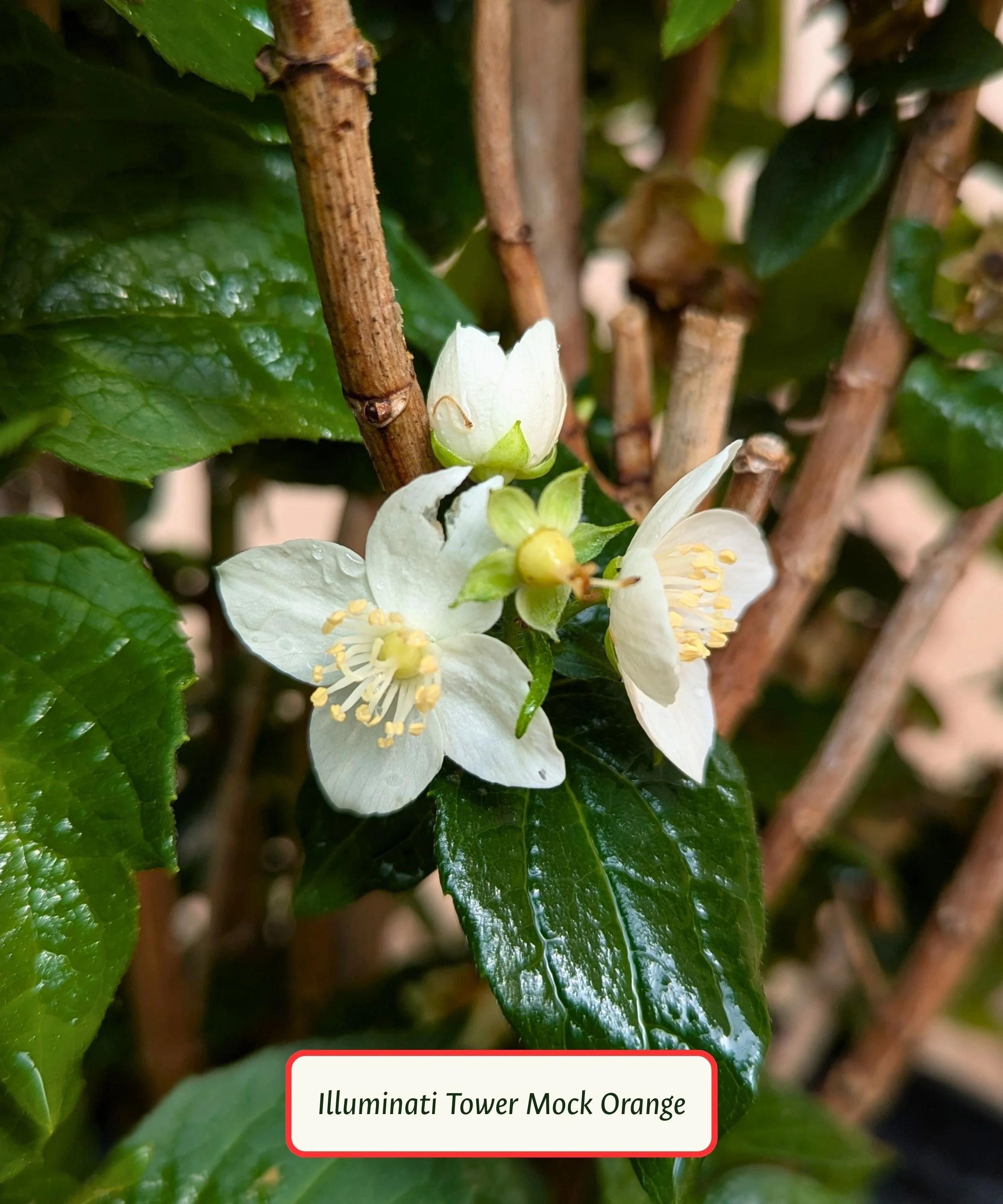 Illuminati Tower Mock Orange (1).jpg