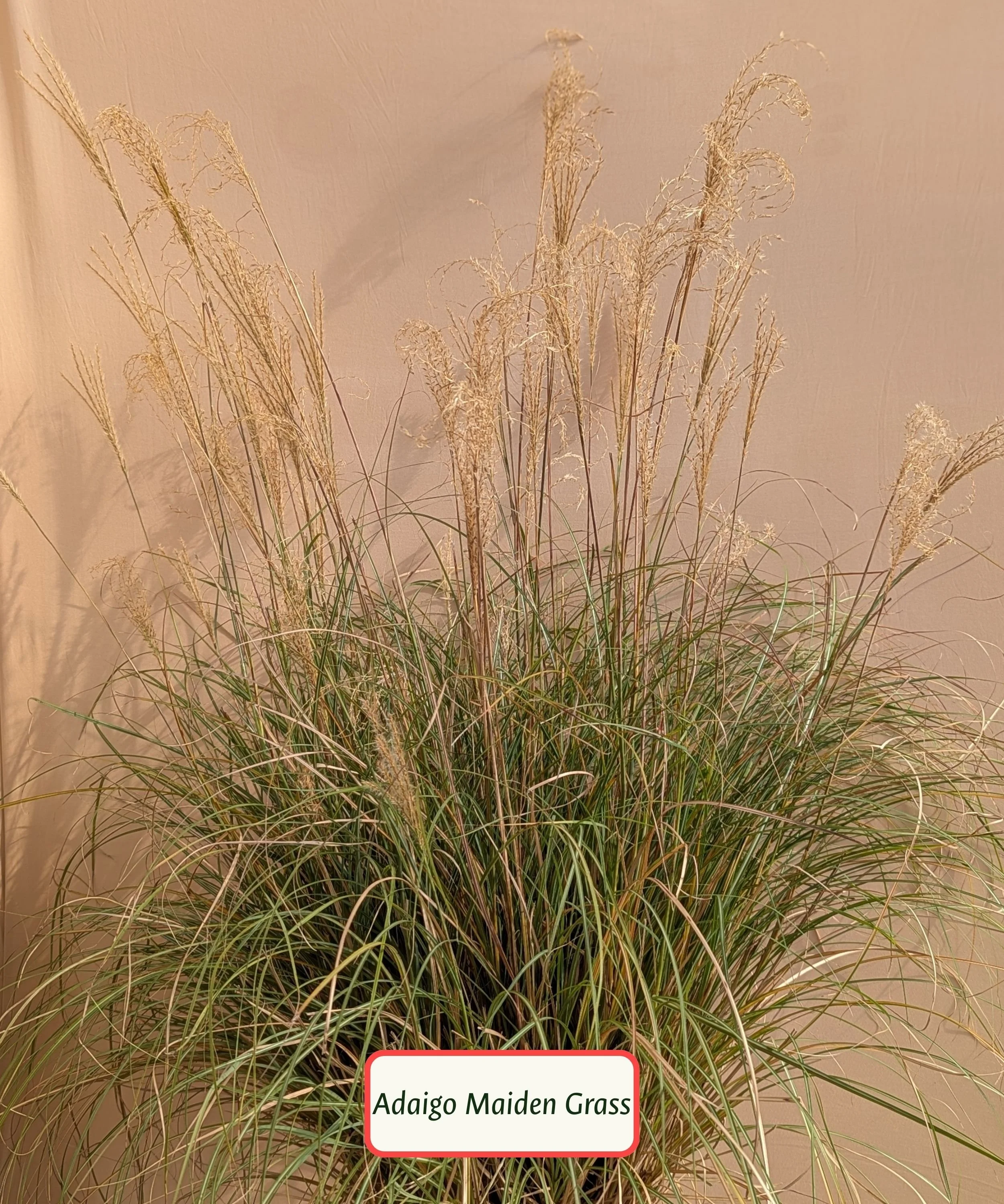 Adaigo Maiden Grass.jpg