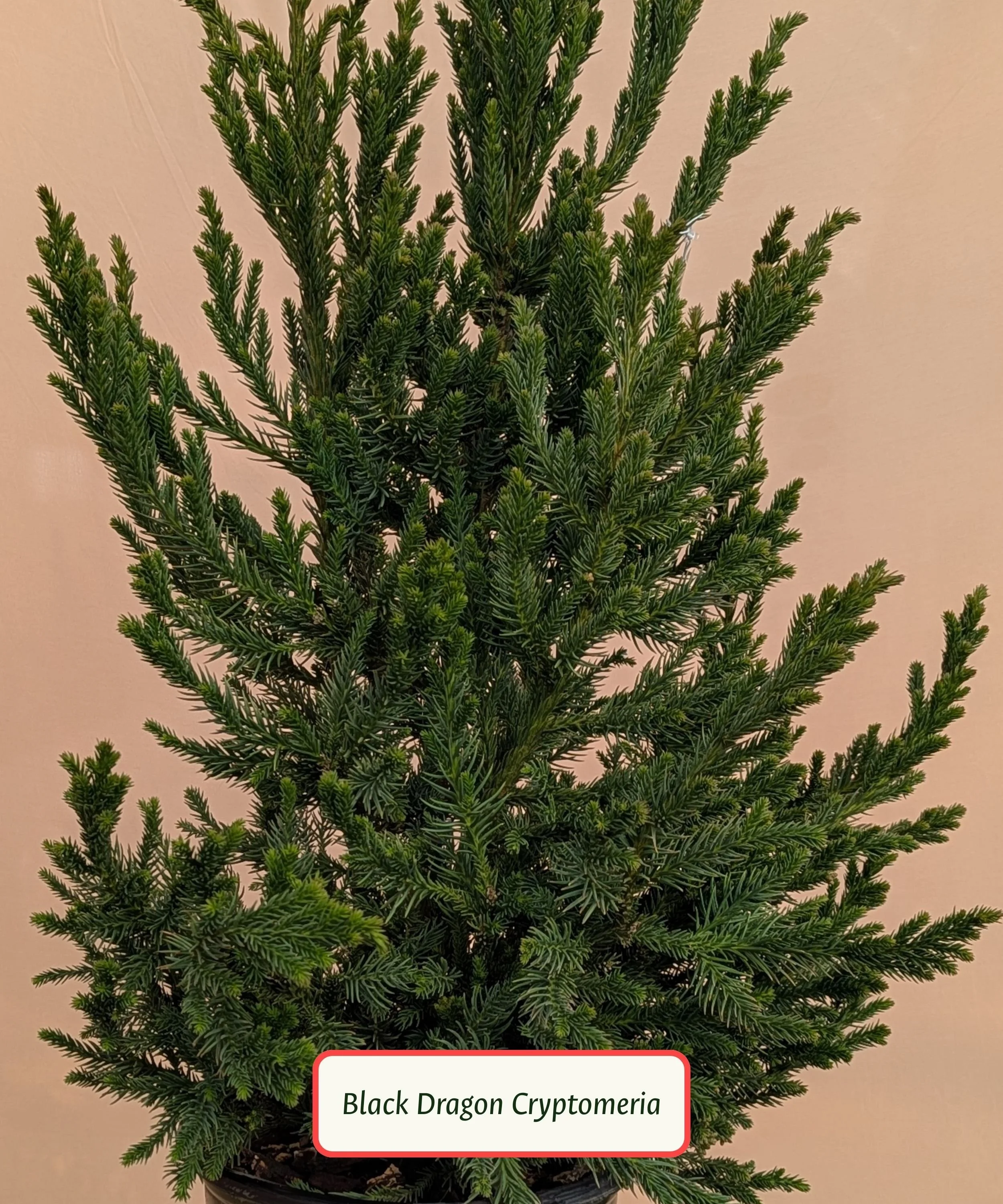 Black Dragon Cryptomeria.jpg