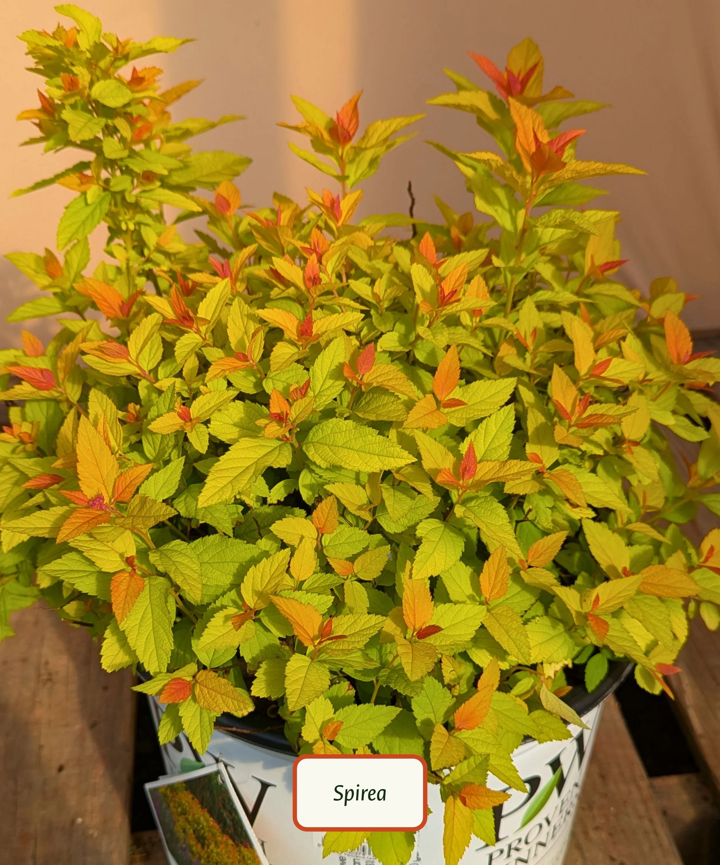 Double Play Candy Corn Spirea.jpg