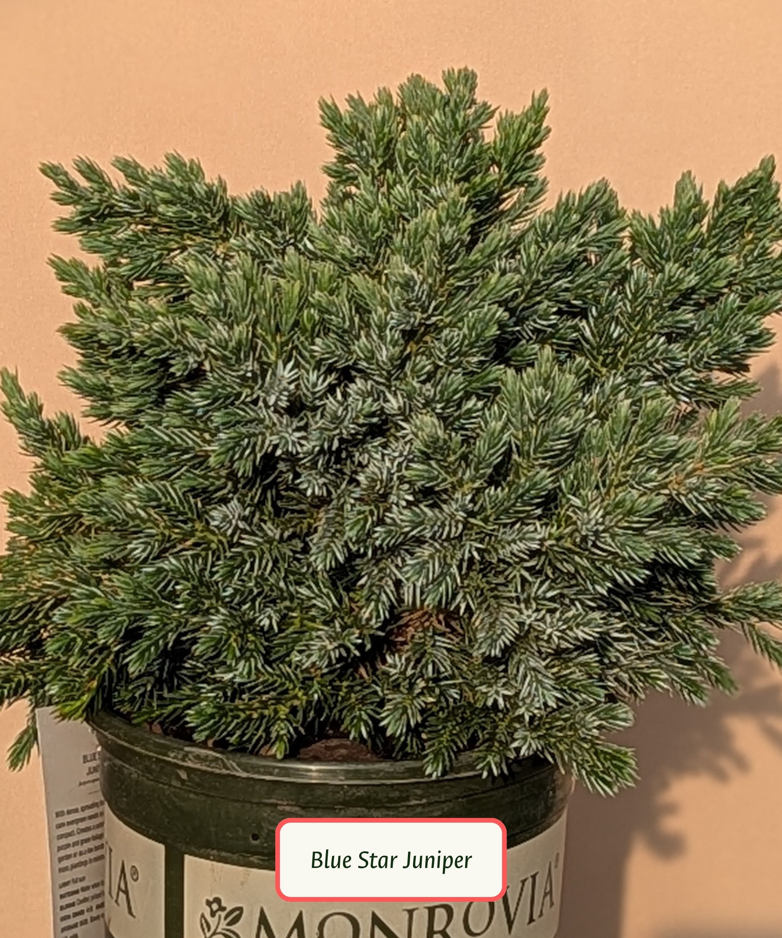 Blue Star Juniper (1).jpg