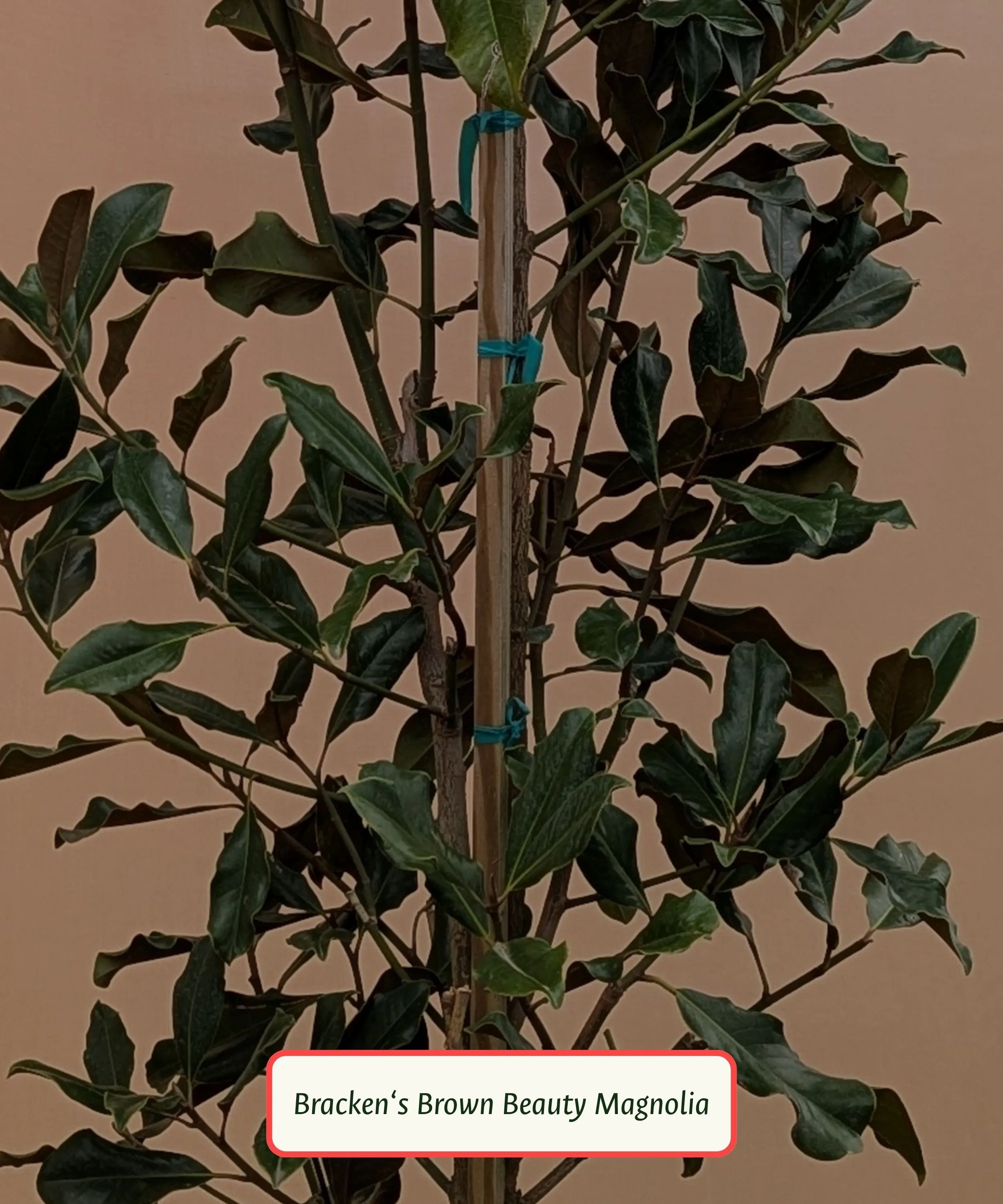 Bracken_s Brown Beauty Magnolia.jpg