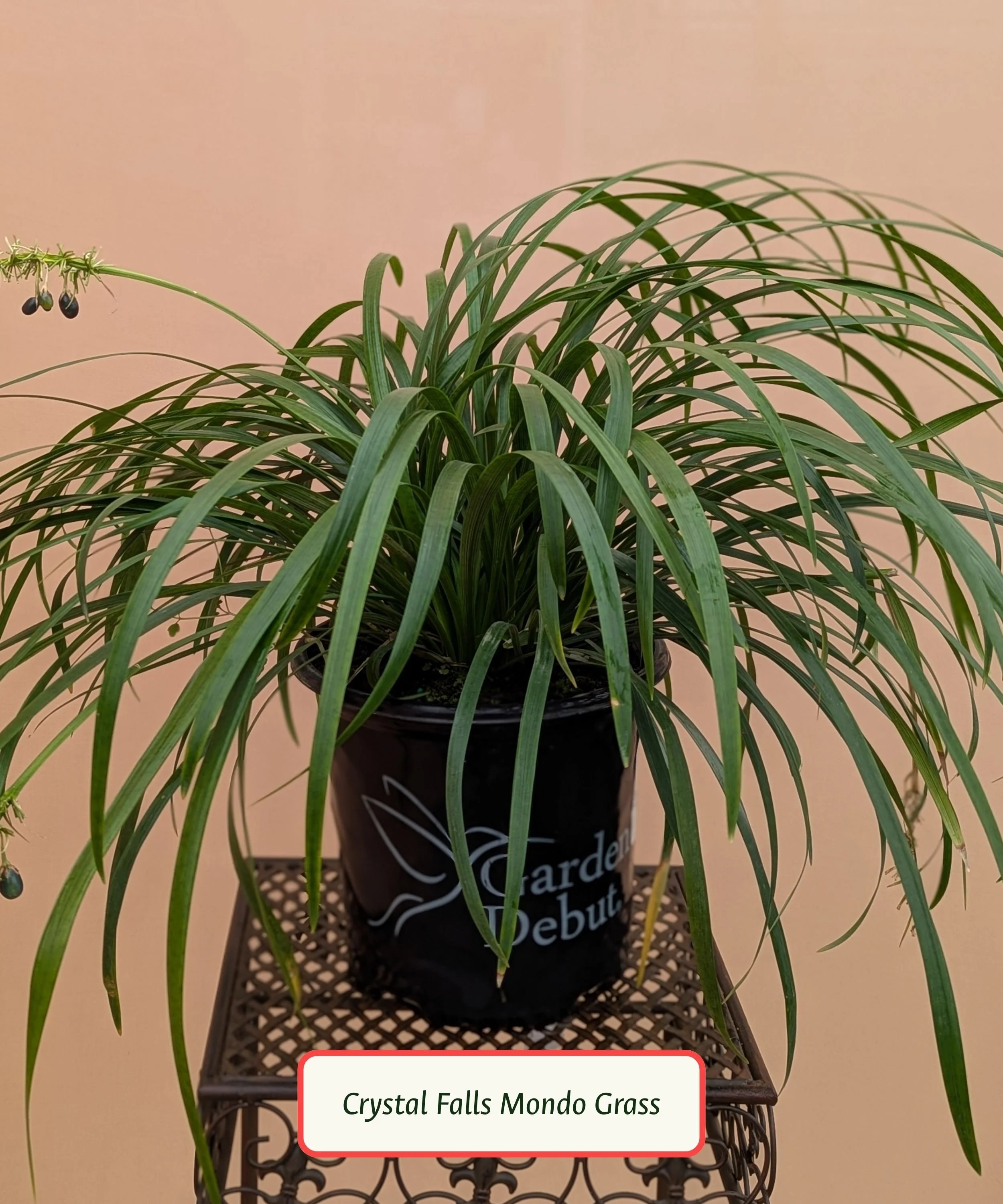 Crystal Falls Mondo Grass.jpg