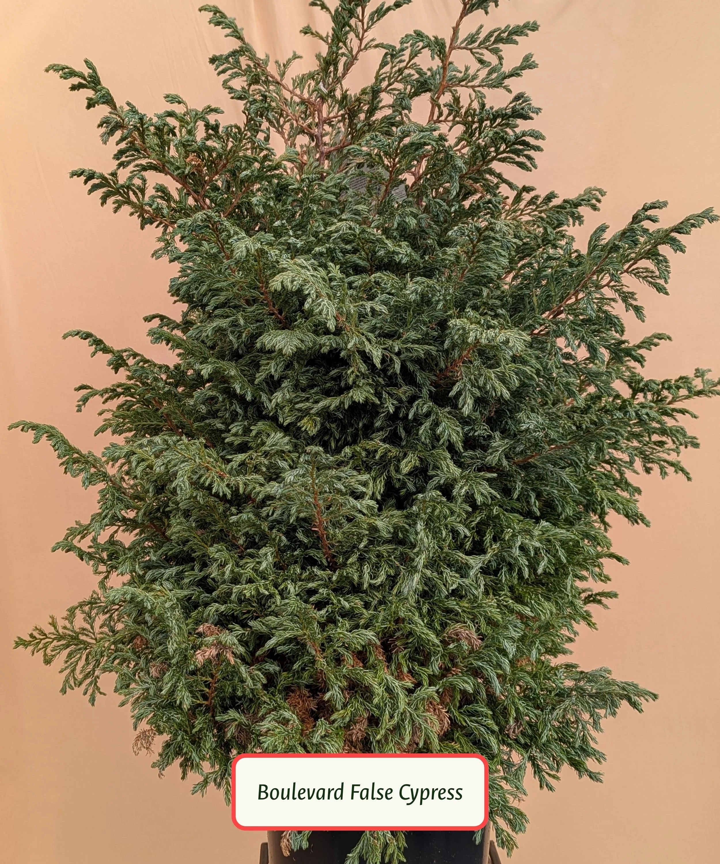 Boulevard False Cypress.jpg