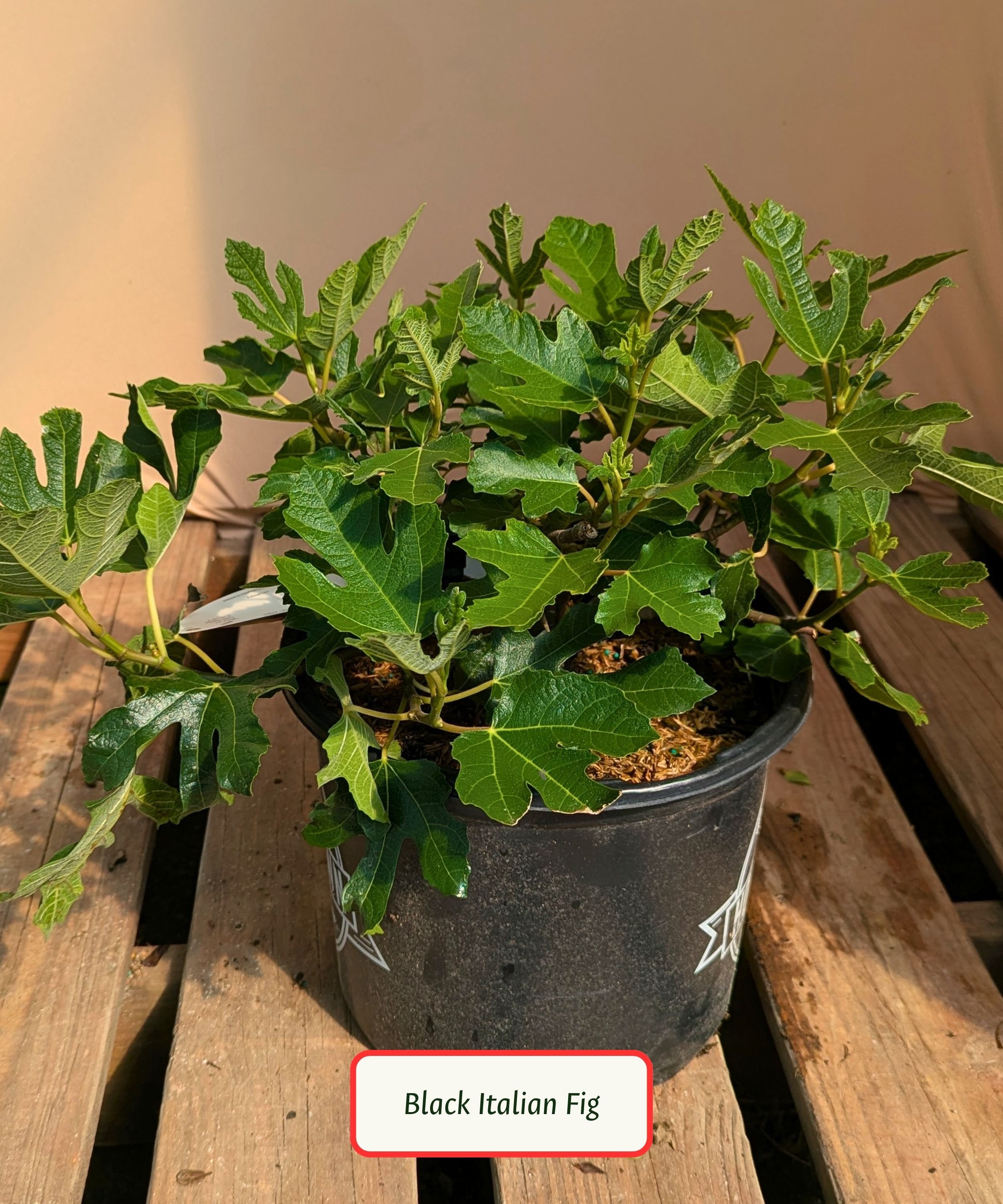 Black Italian Fig.jpg