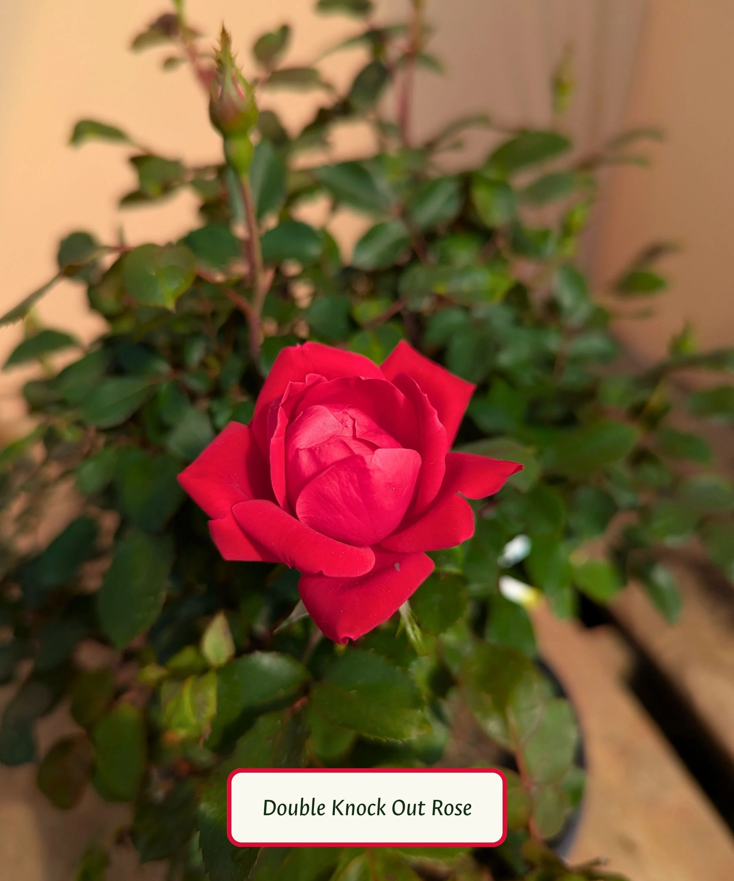 Double Knock Out Rose.jpg