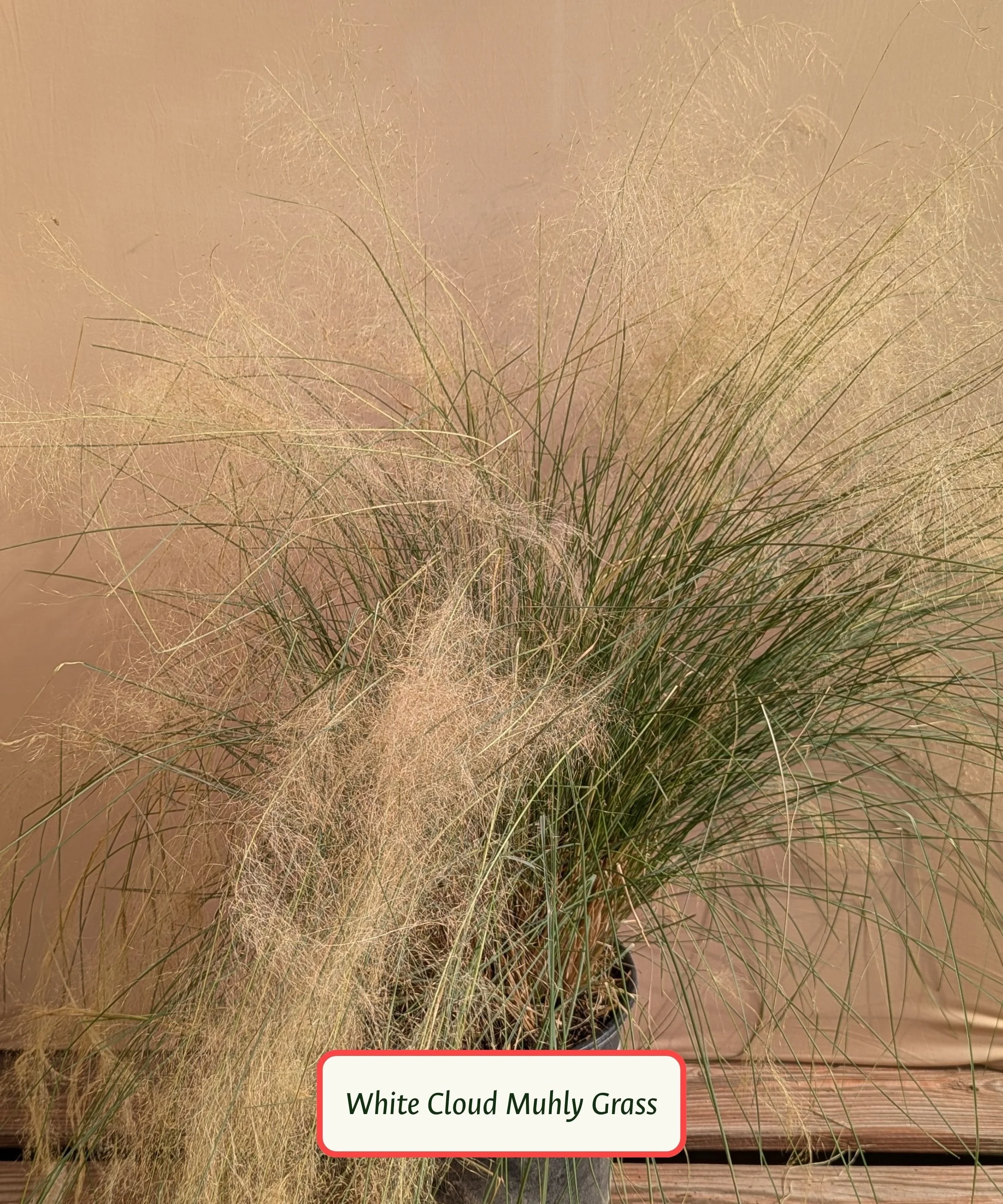 White Cloud Muhly Grass.jpg