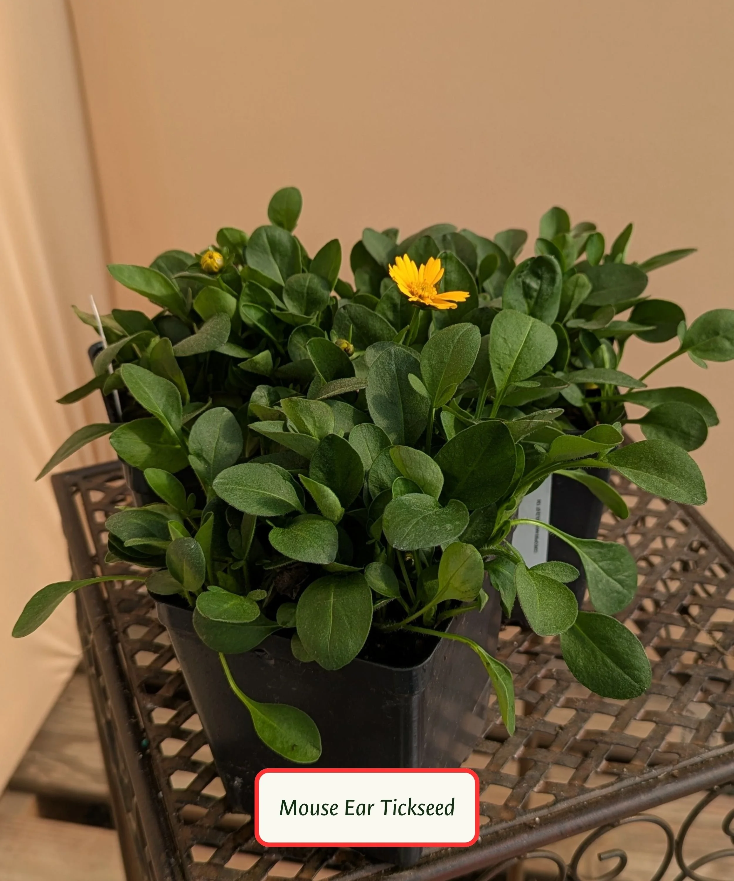 Mouse Ear Tickseed.jpg