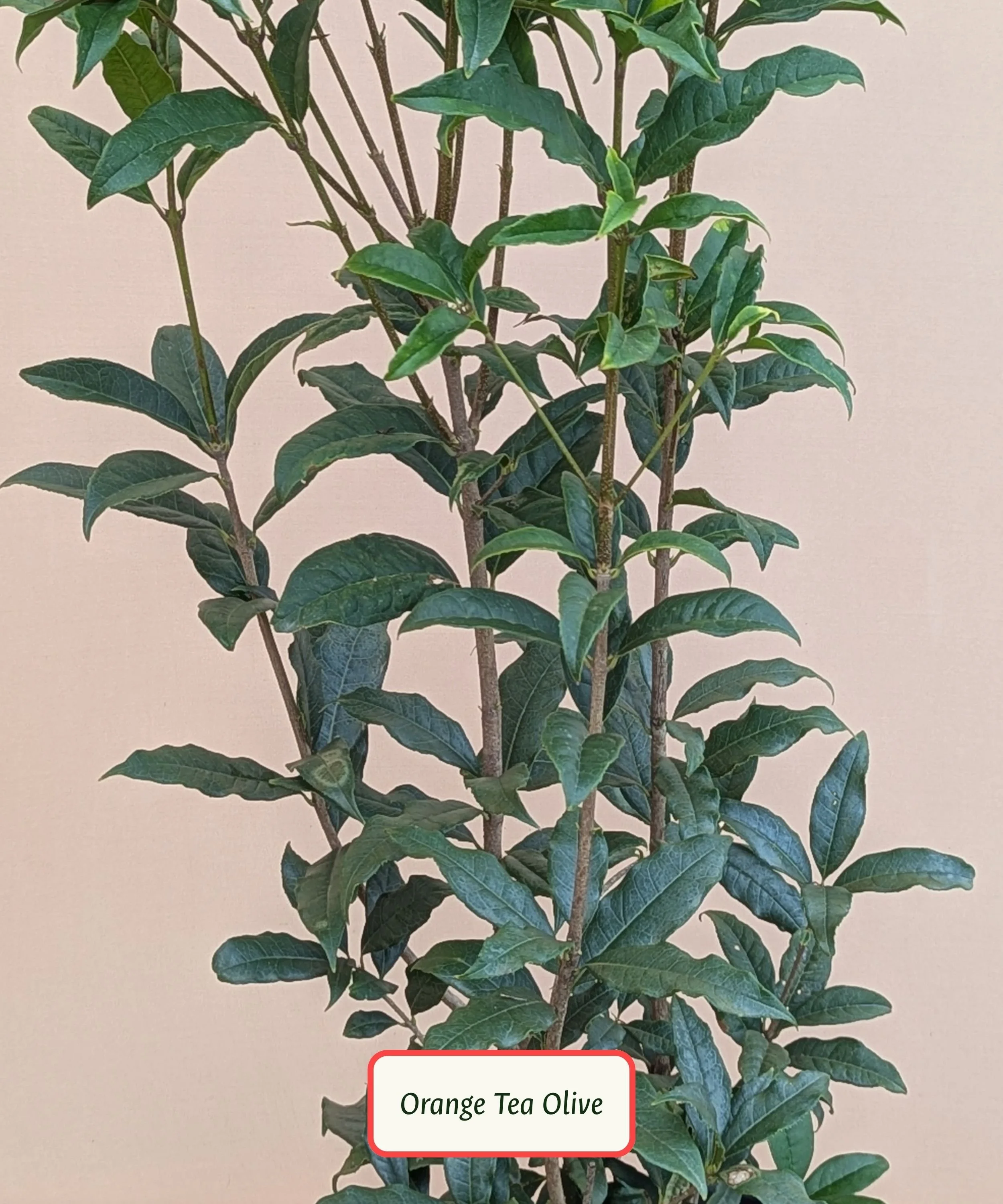 Orange Tea Olive.jpg