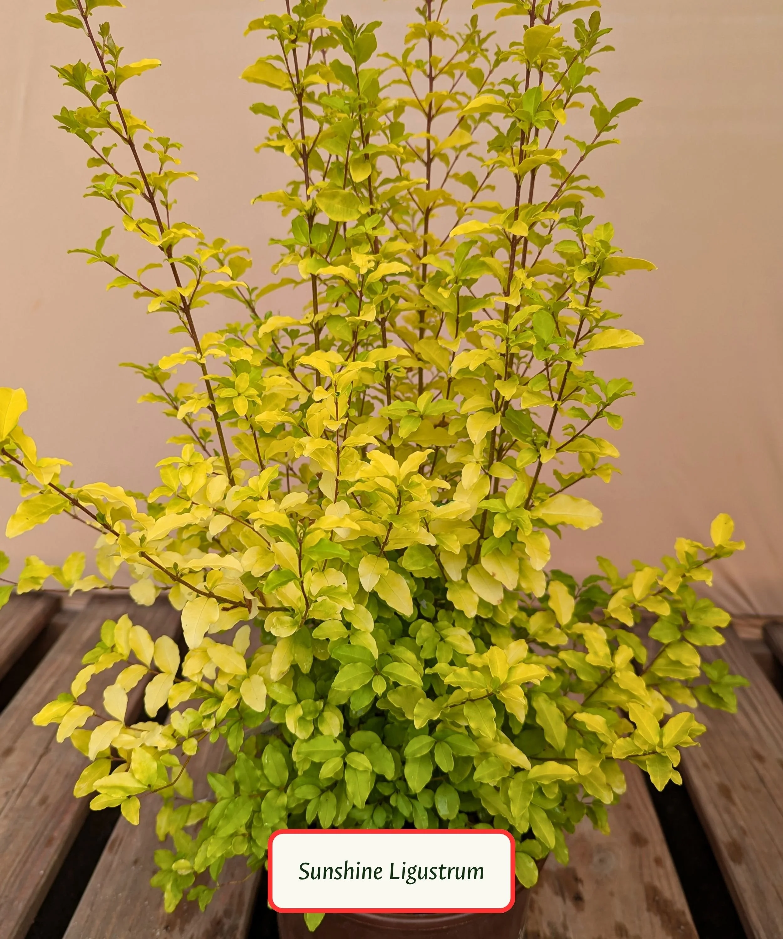 Sunshine Ligustrum.jpg