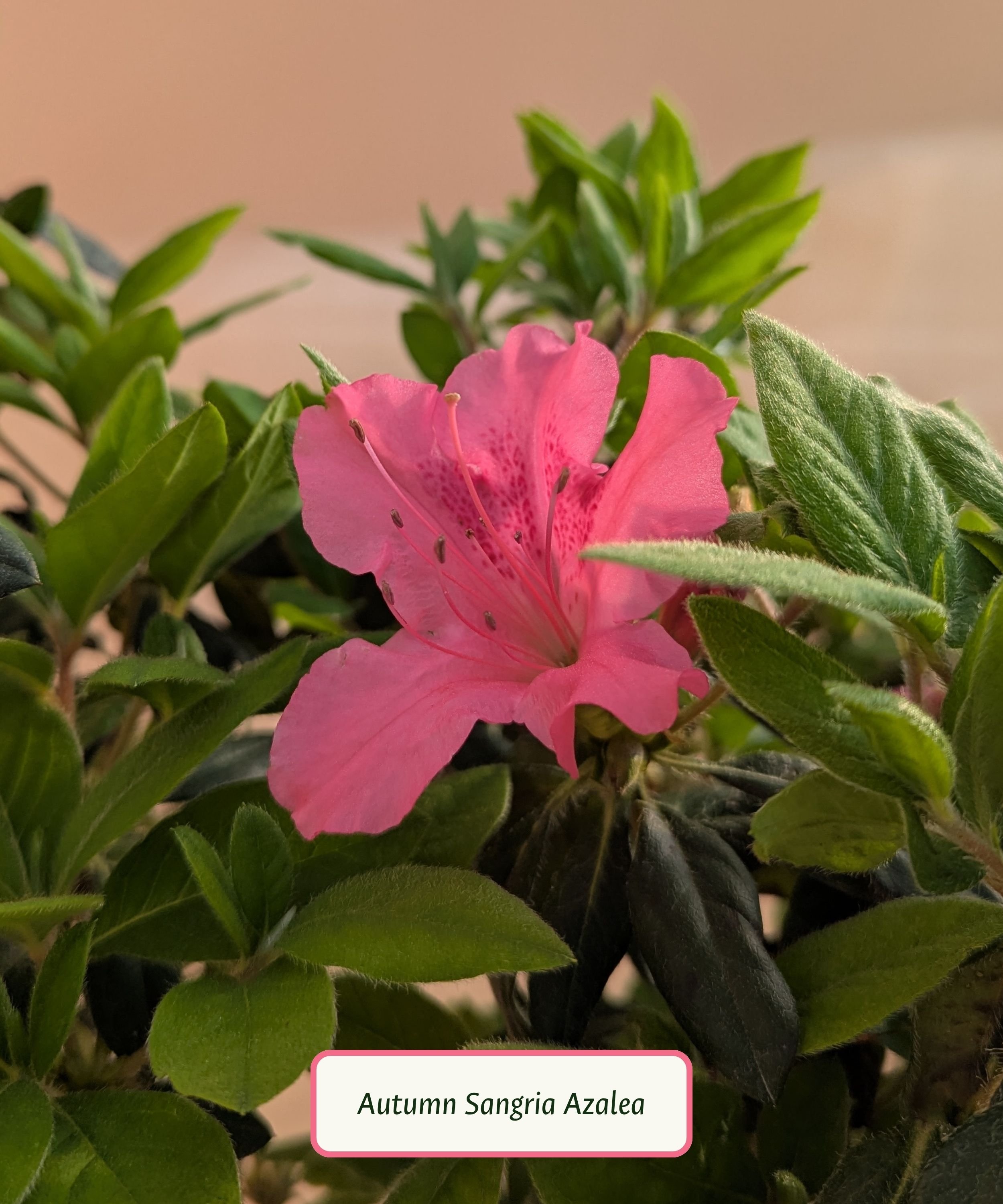 Autumn Sangria Azalea.jpg