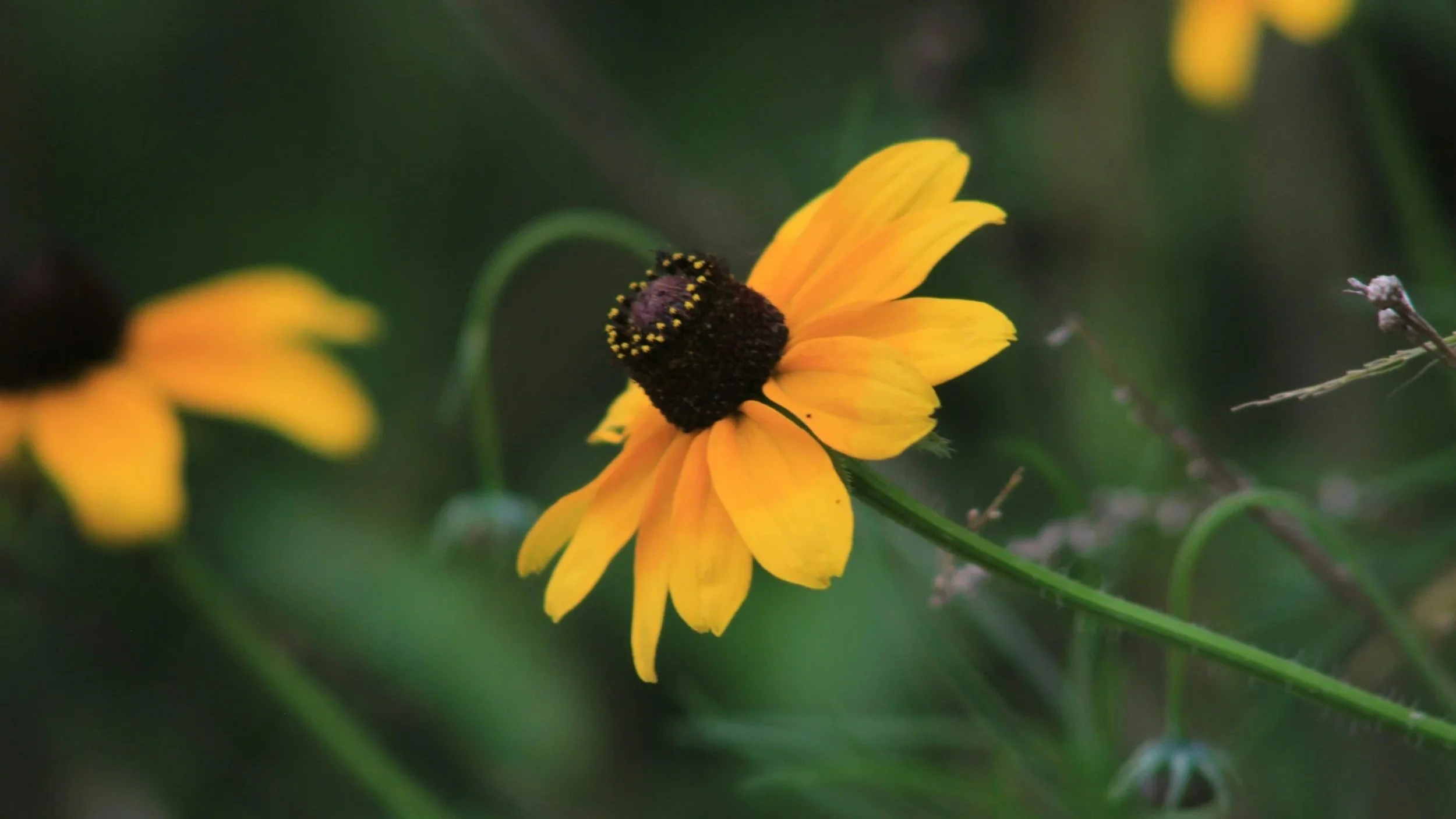 Yellow Black-Eyed Susan flower in a South Carolina garden