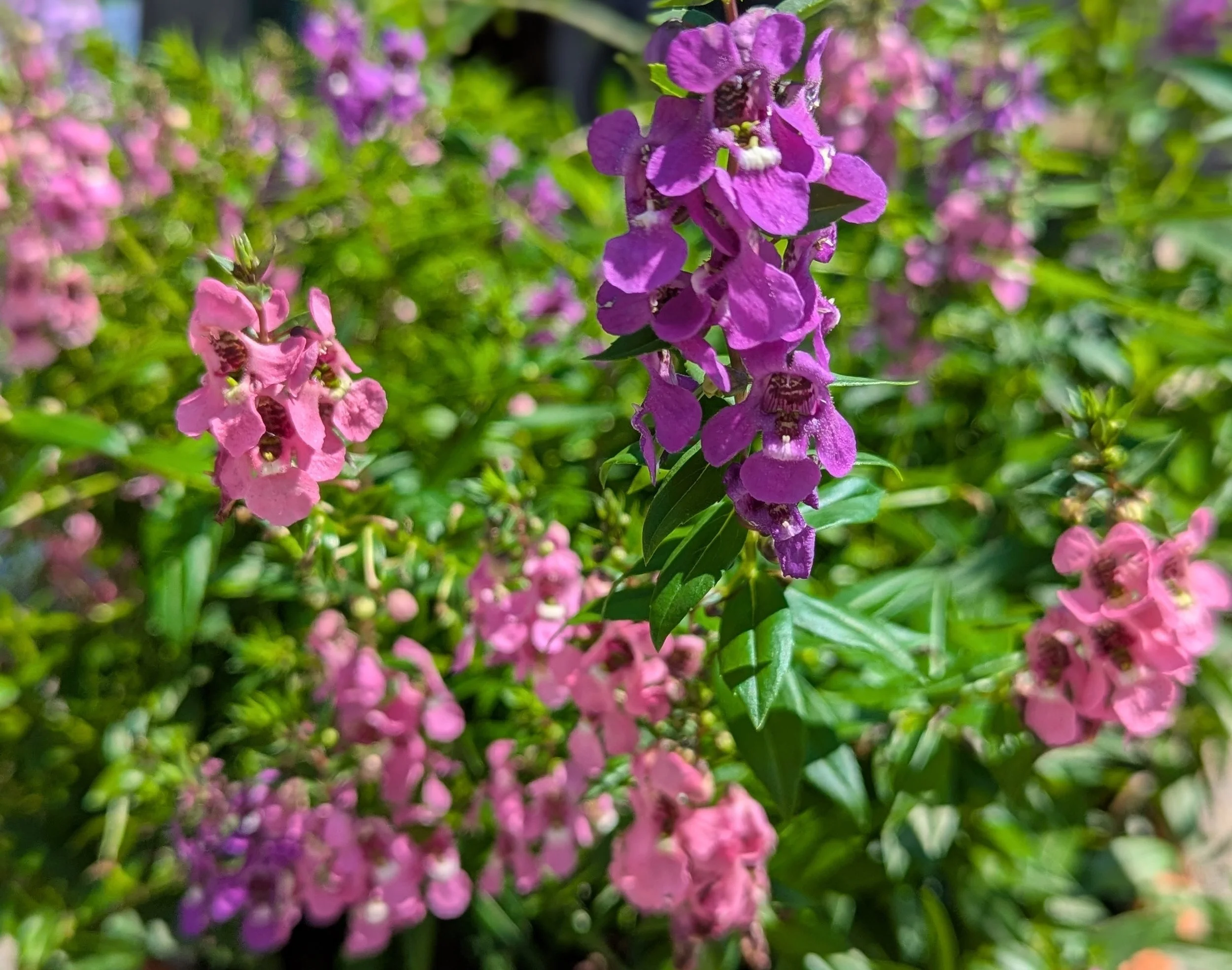 angelonia 1.jpg