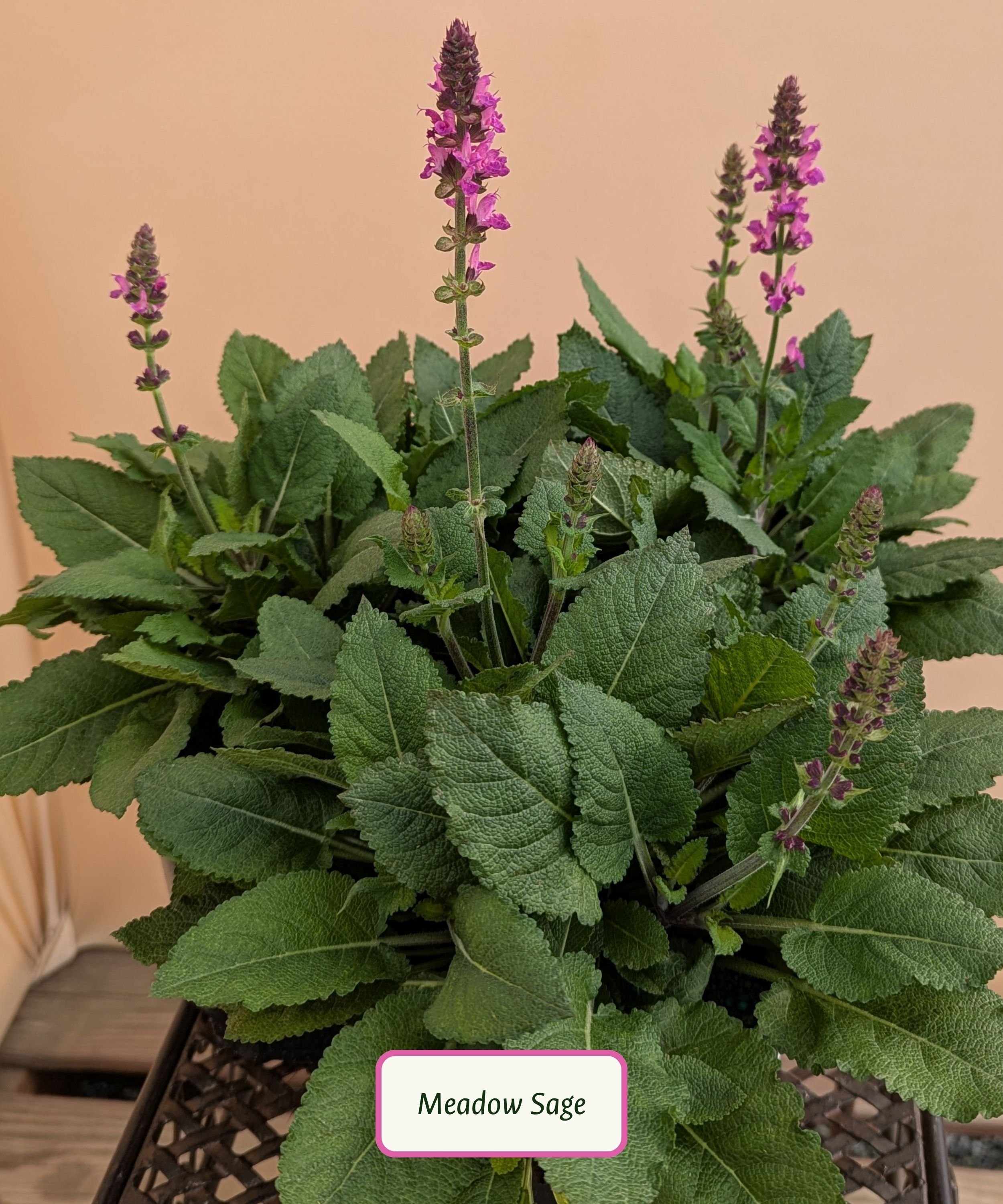 Meadow Sage.jpg