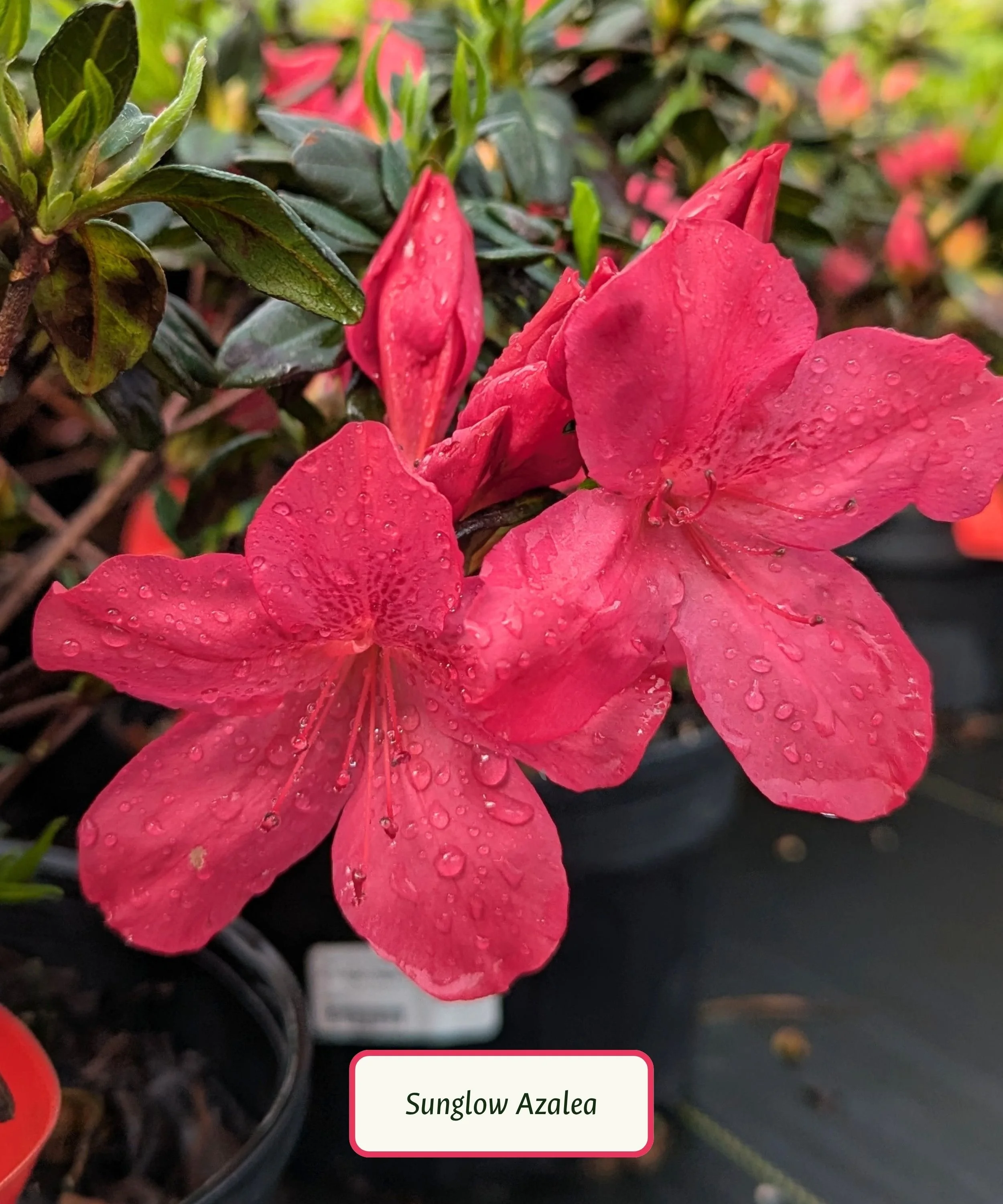 Sunglow Azalea.jpg