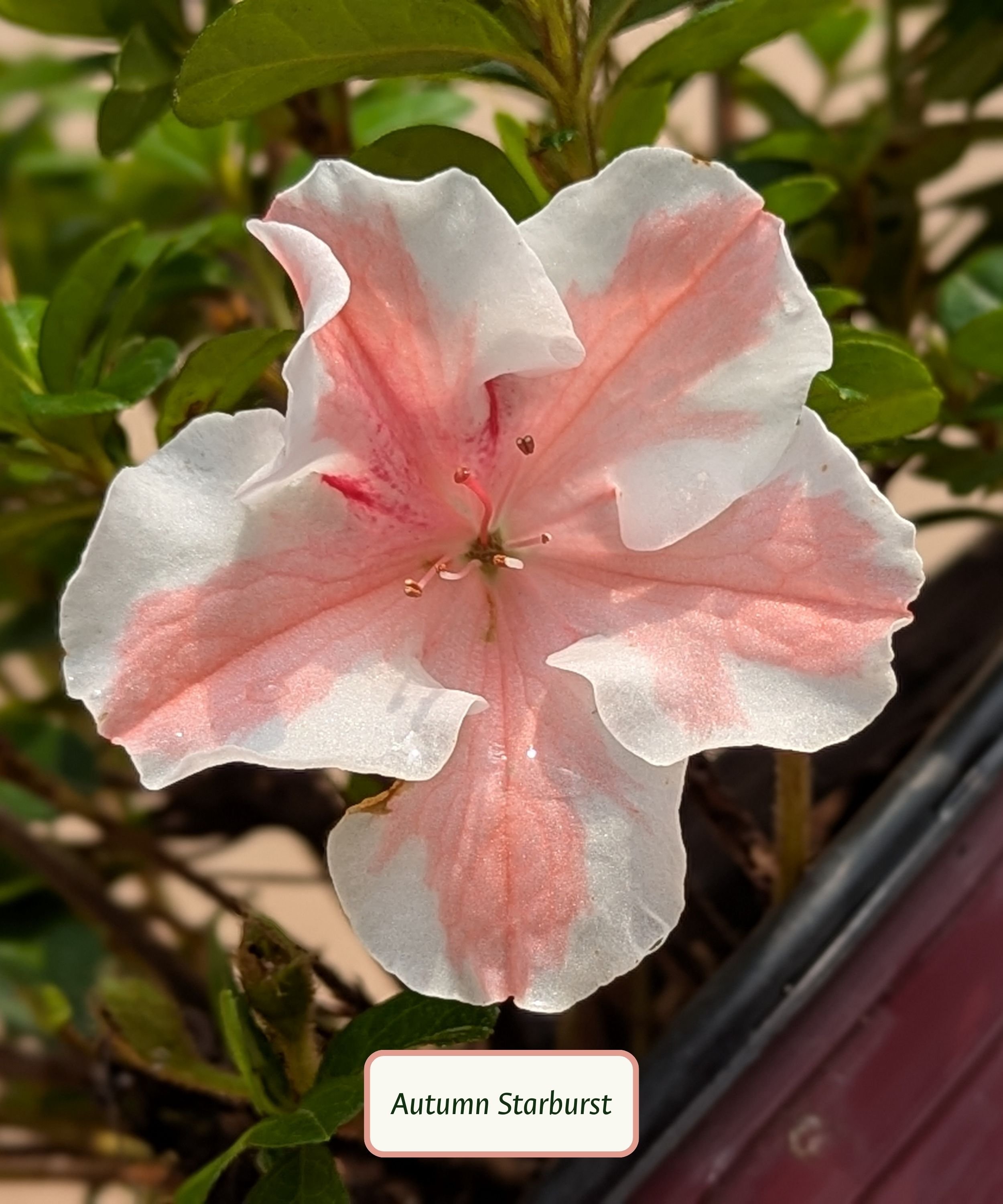 Autumn Starburst Azalea.jpg