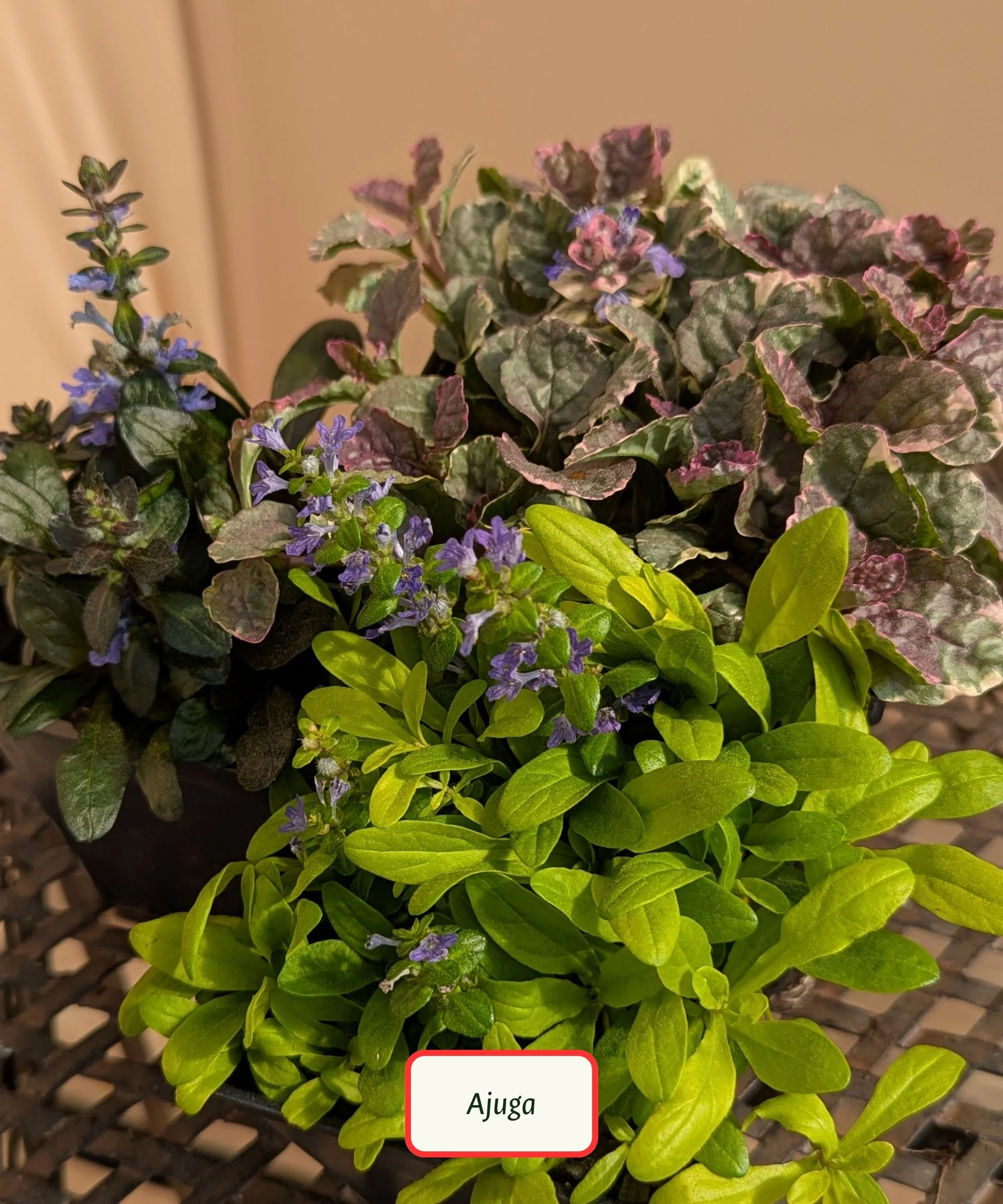 Ajuga (Bugleflower)