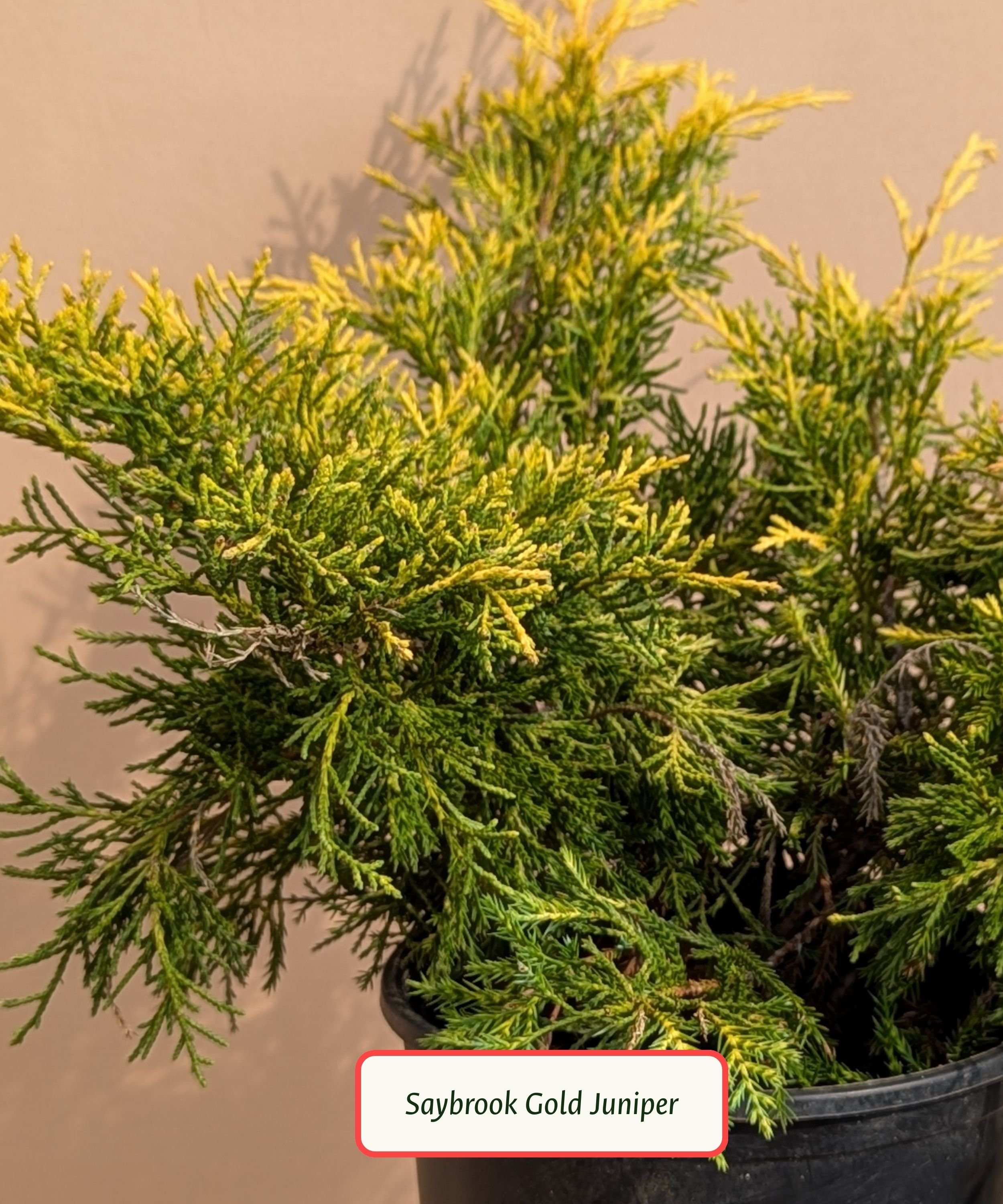 Saybrook Gold Juniper.jpg