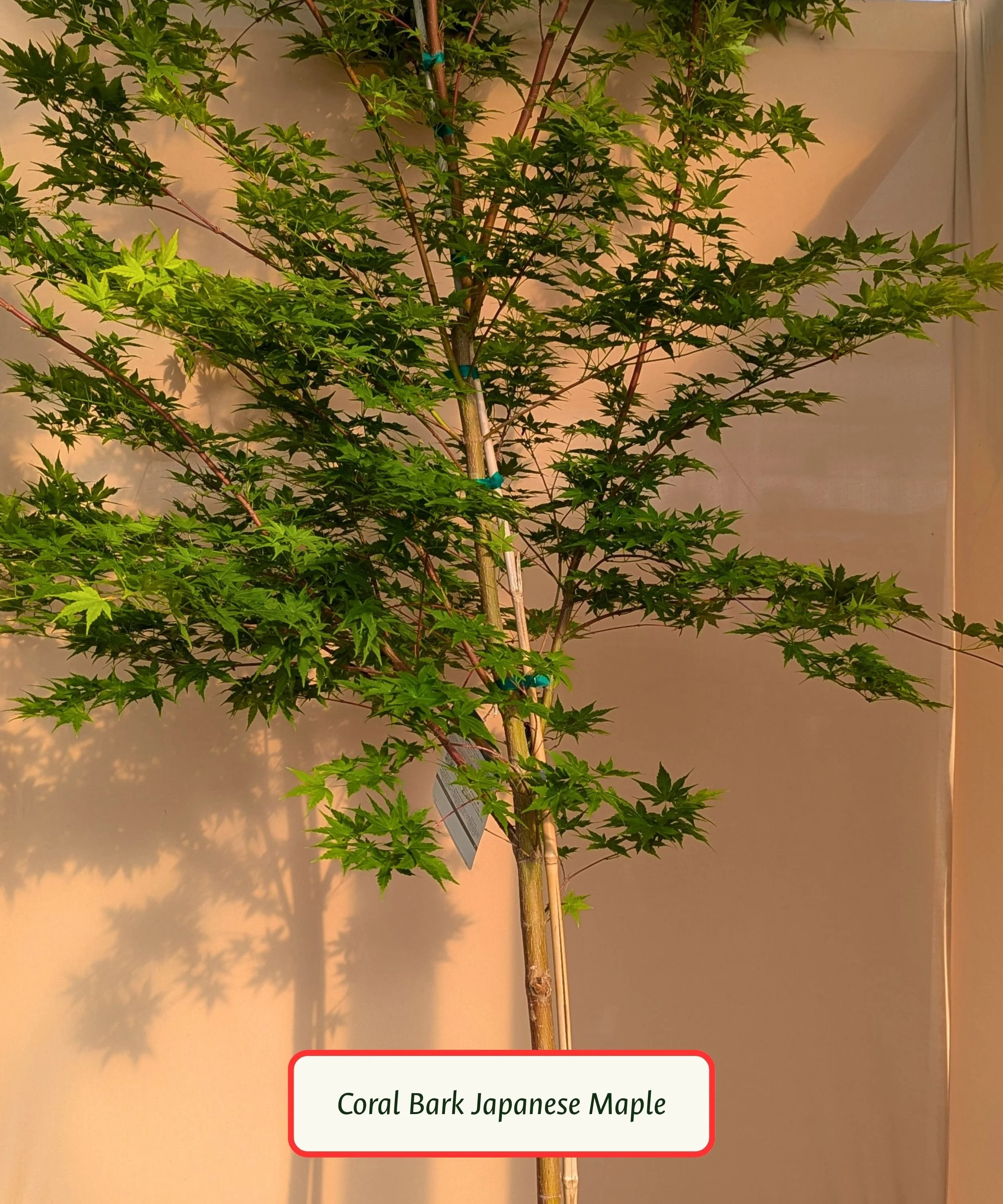 Coral Bark Japanese Maple.jpg