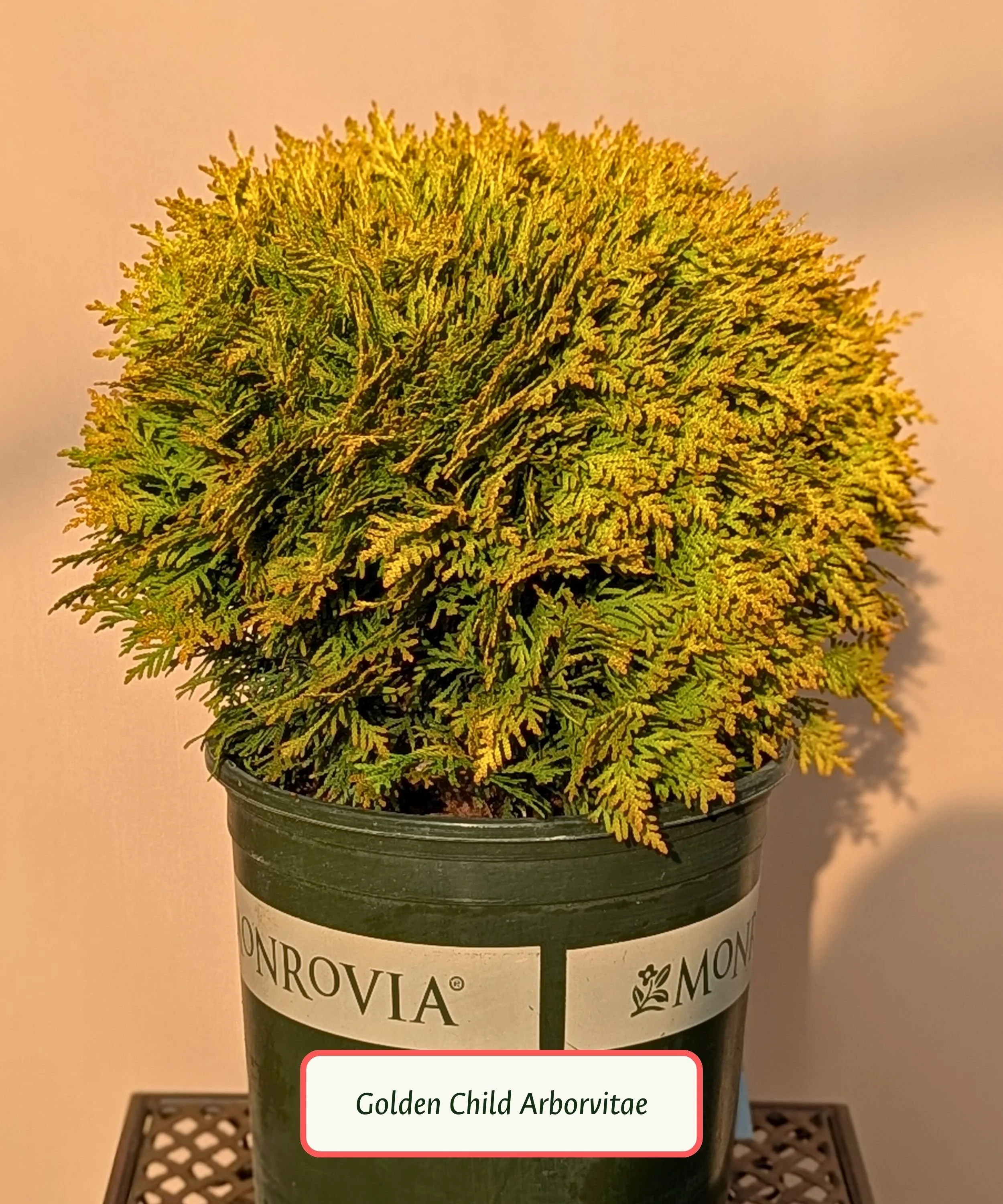 Golden Child Arborvitae (1).jpg