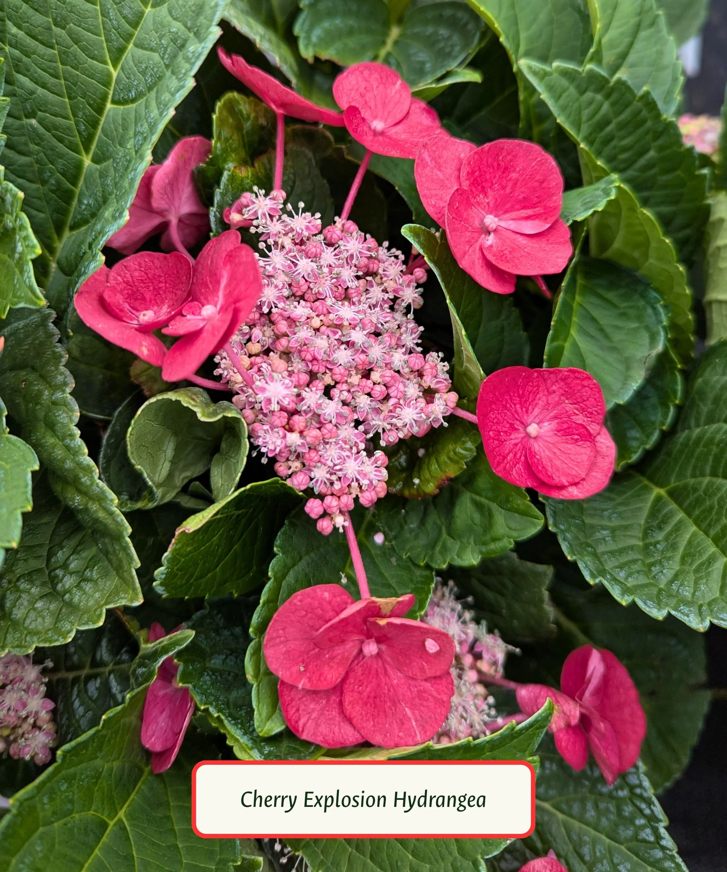 Cherry Explosion Hydrangea (1).jpg