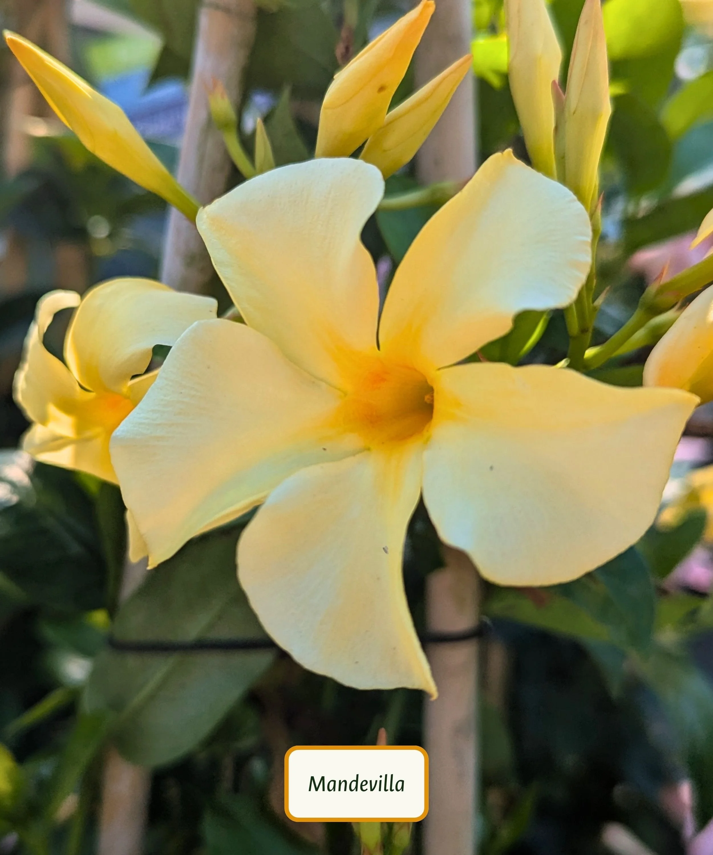 Sun Parasol Sunbeam Mandevilla.jpg